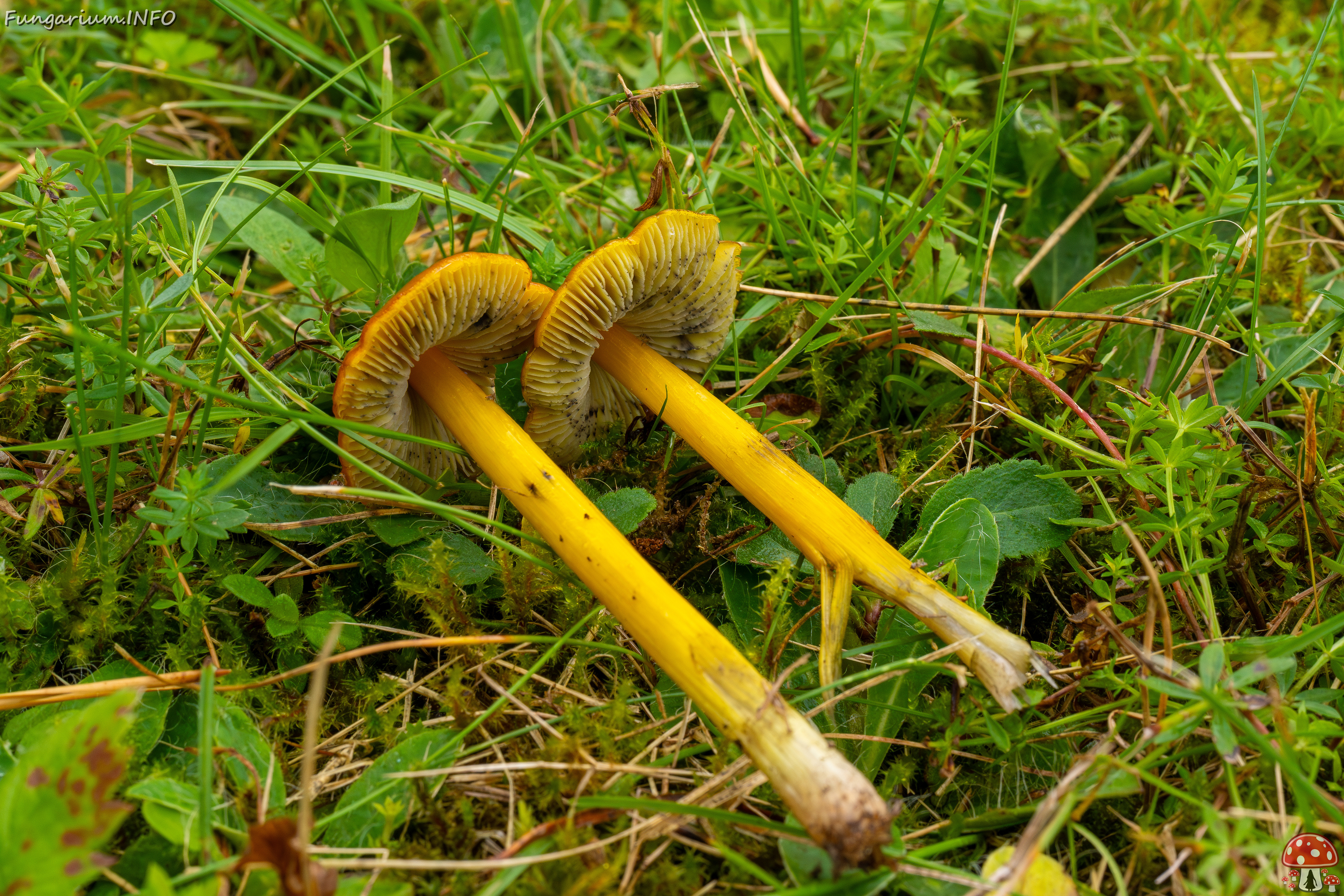 hygrocybe-conica_1-22 