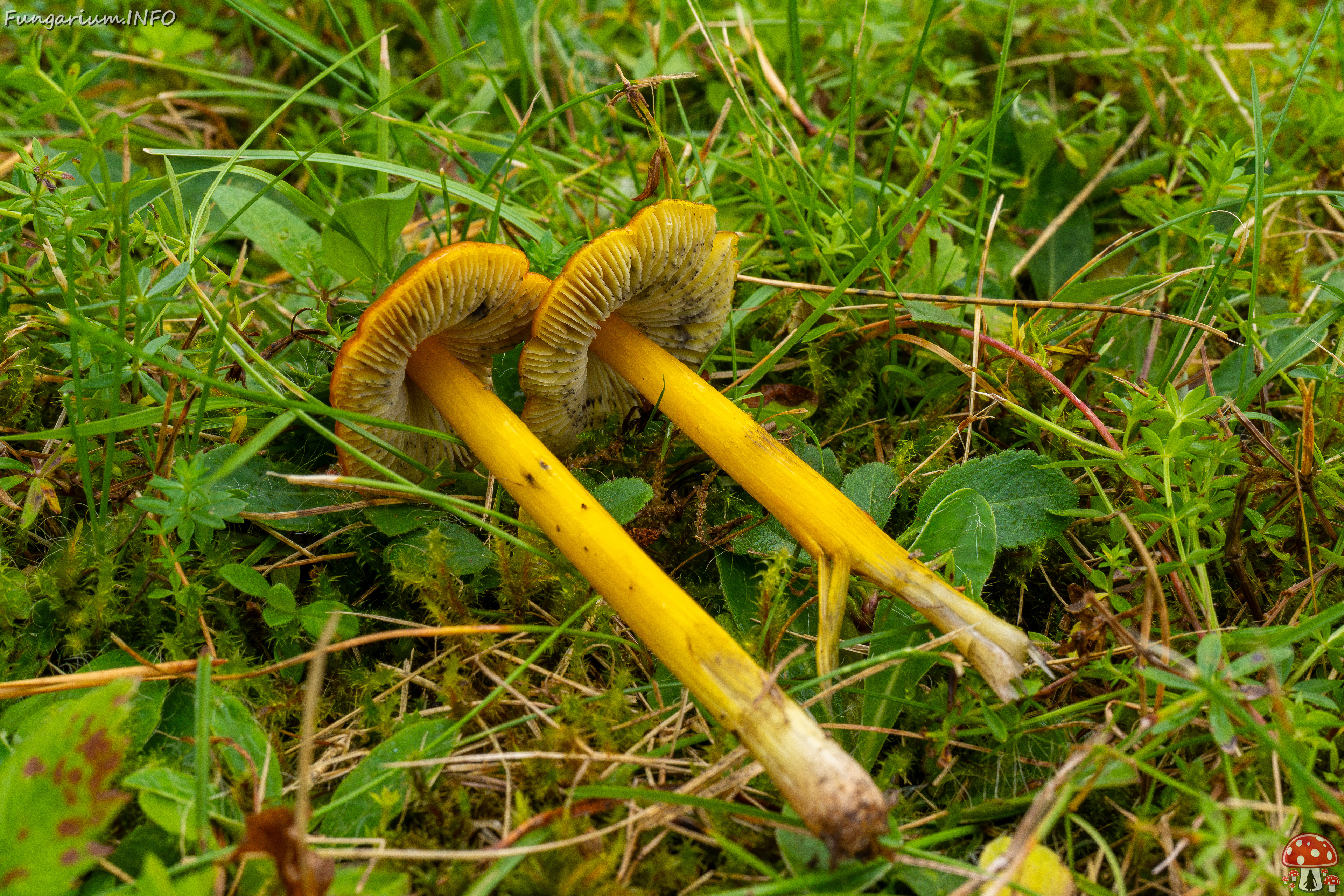hygrocybe-conica_1-23 