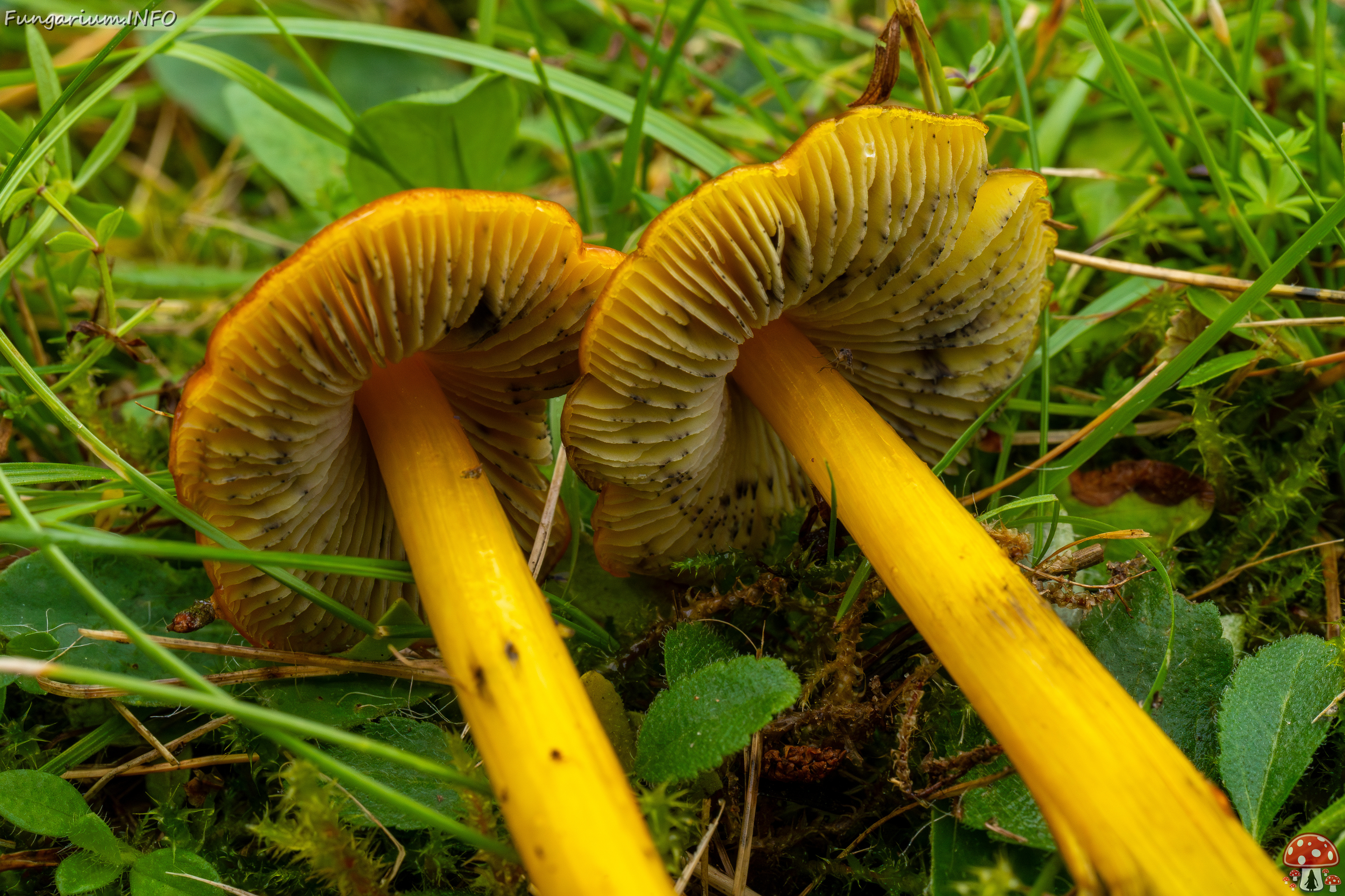 hygrocybe-conica_1-24 