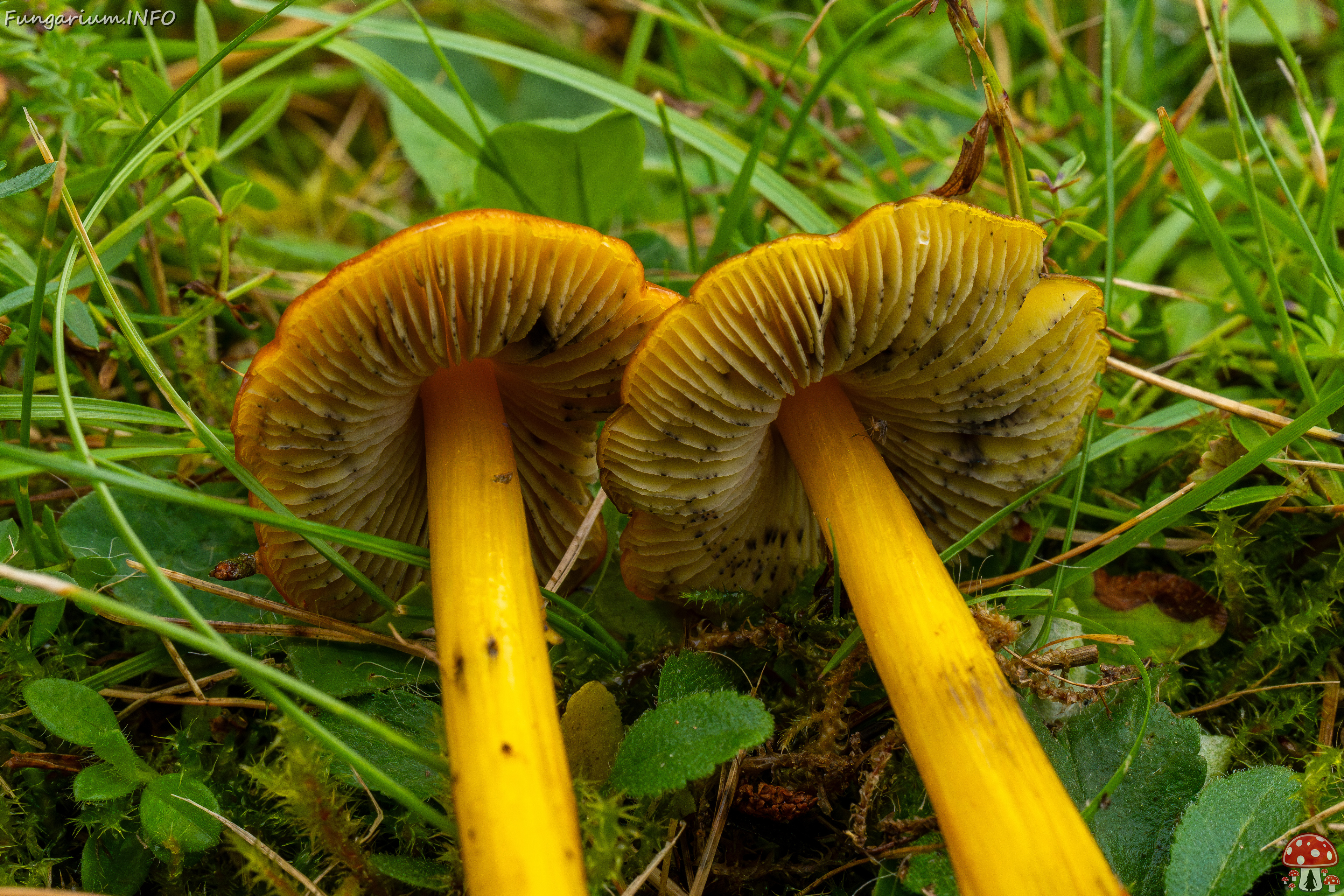 hygrocybe-conica_1-25 