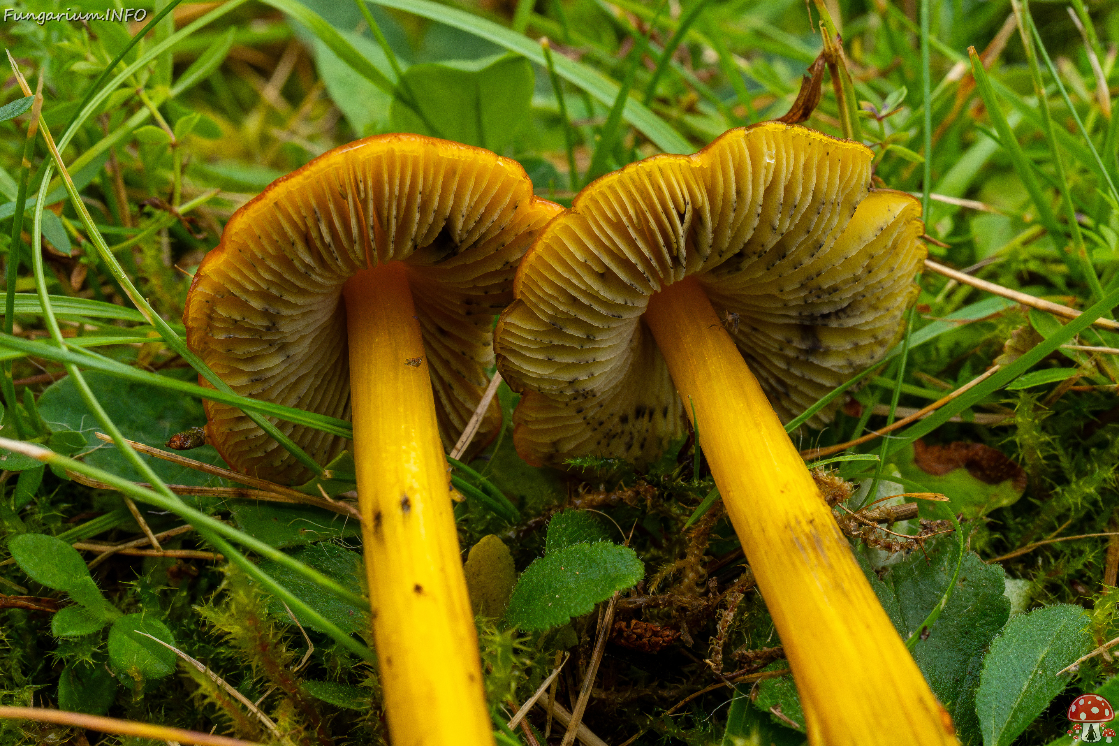 hygrocybe-conica_1-26 