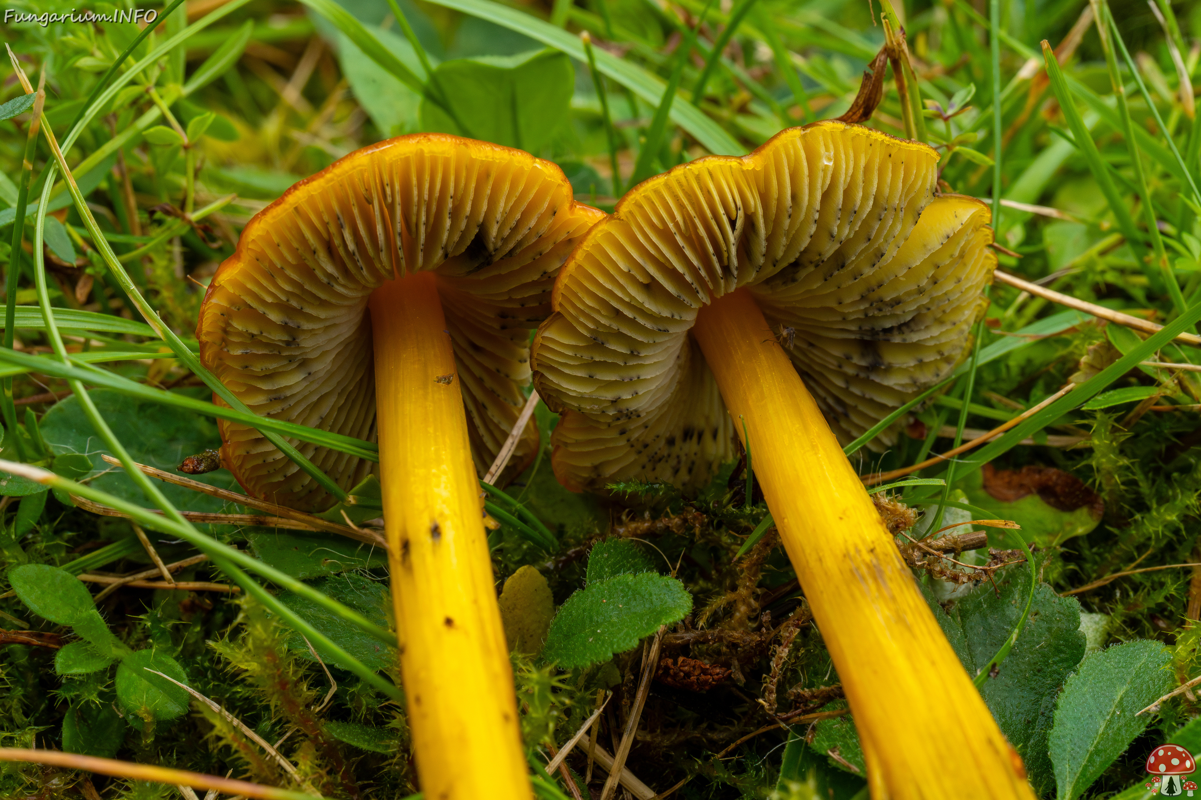 hygrocybe-conica_1-27 