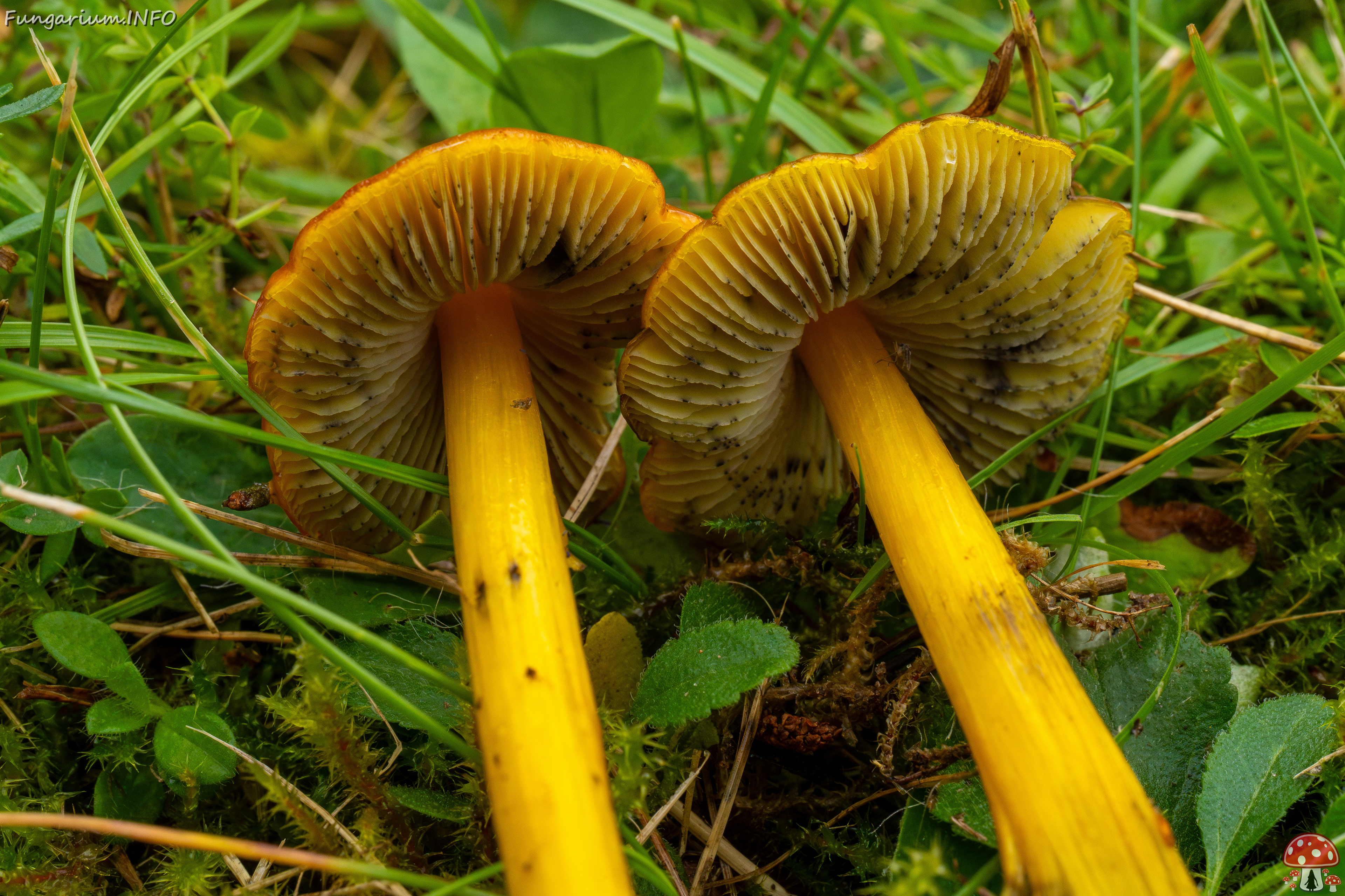 hygrocybe-conica_1-28 