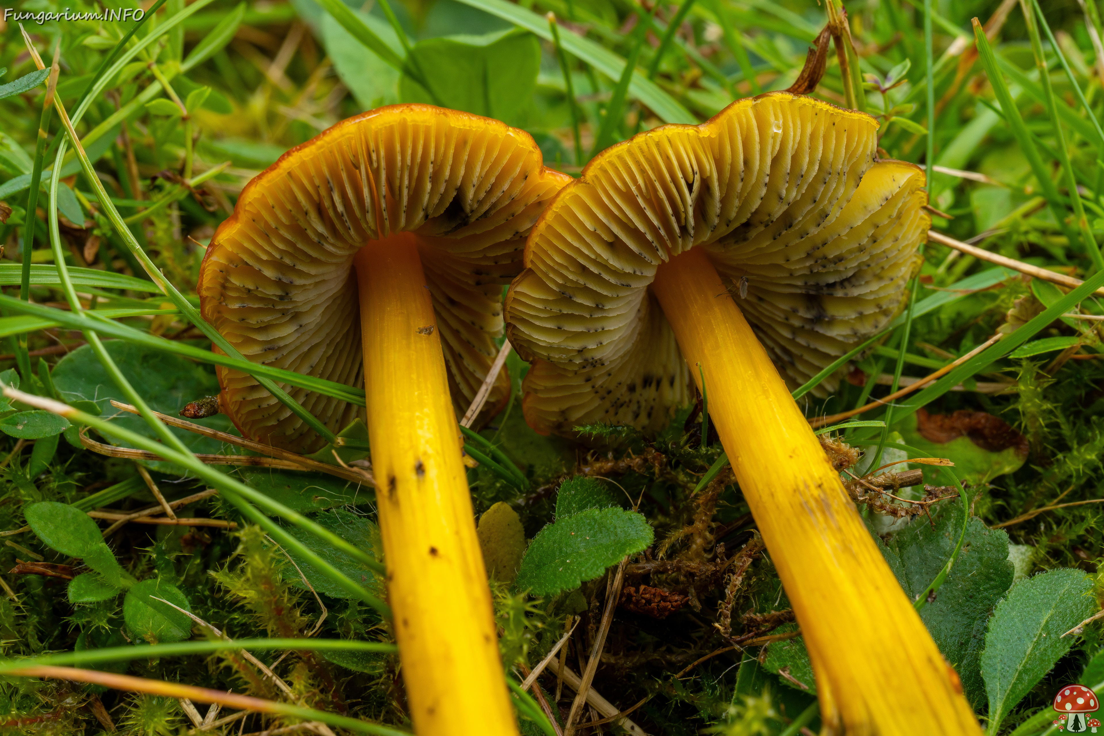 hygrocybe-conica_1-29 