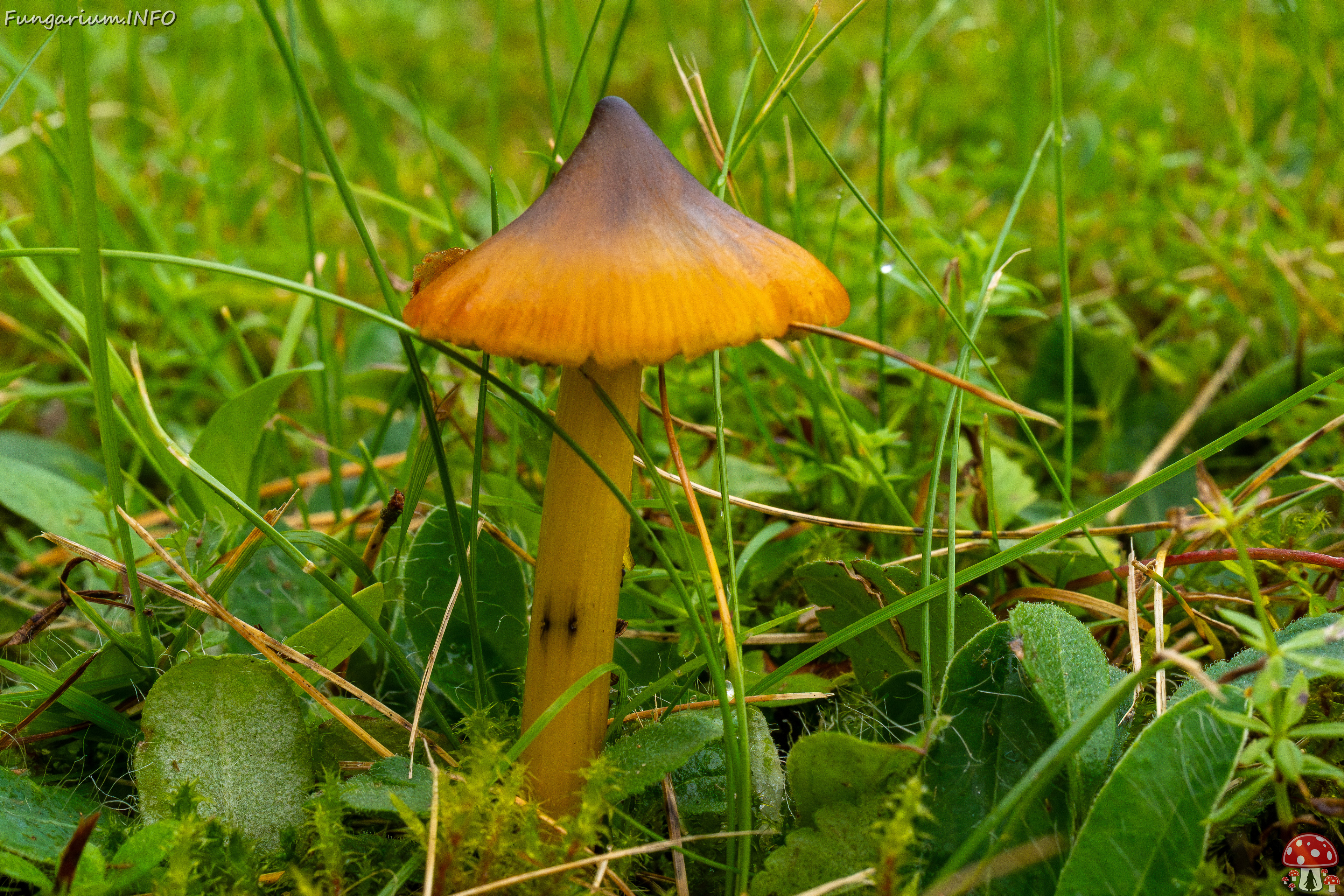 hygrocybe-conica_1-3 