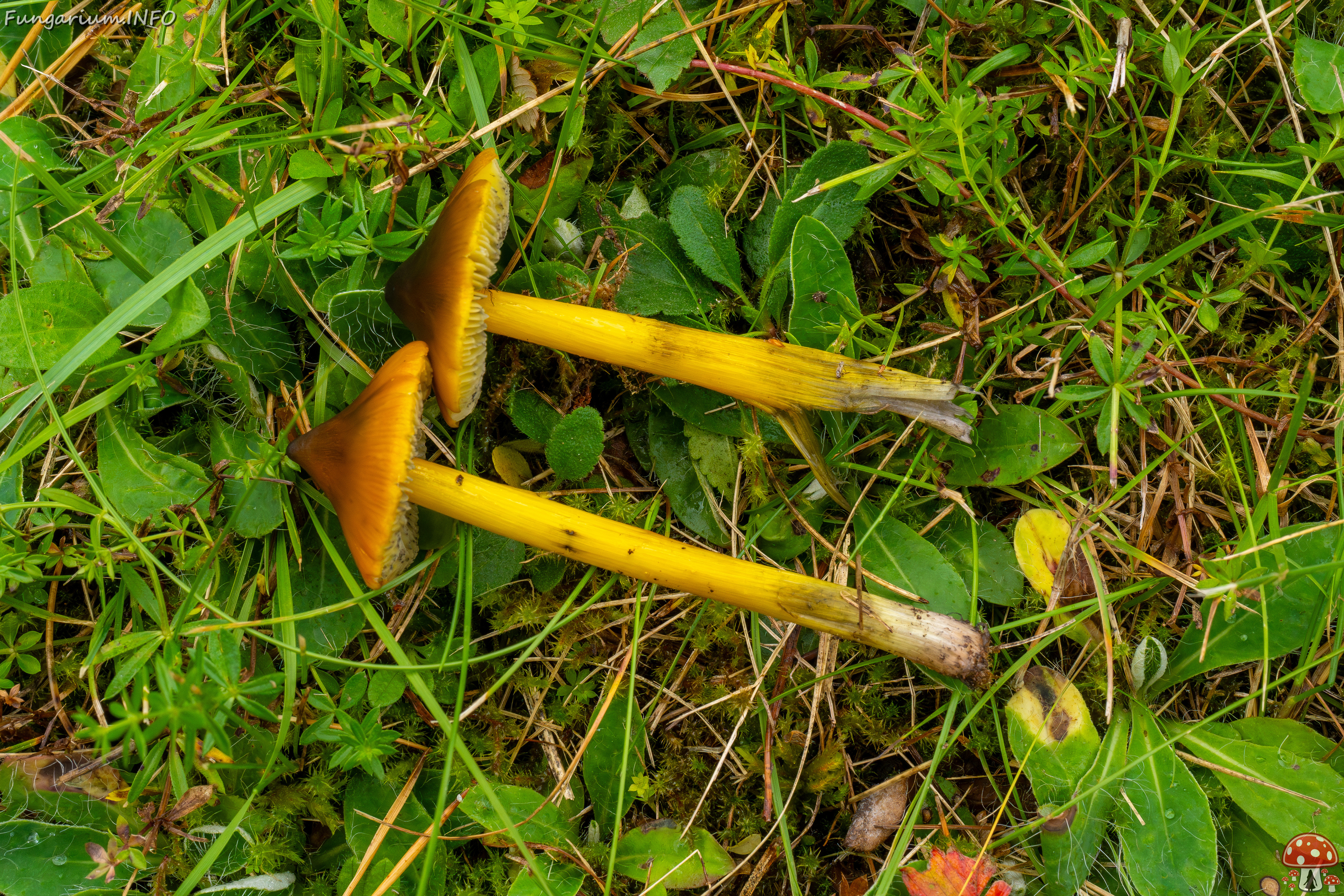 hygrocybe-conica_1-30 