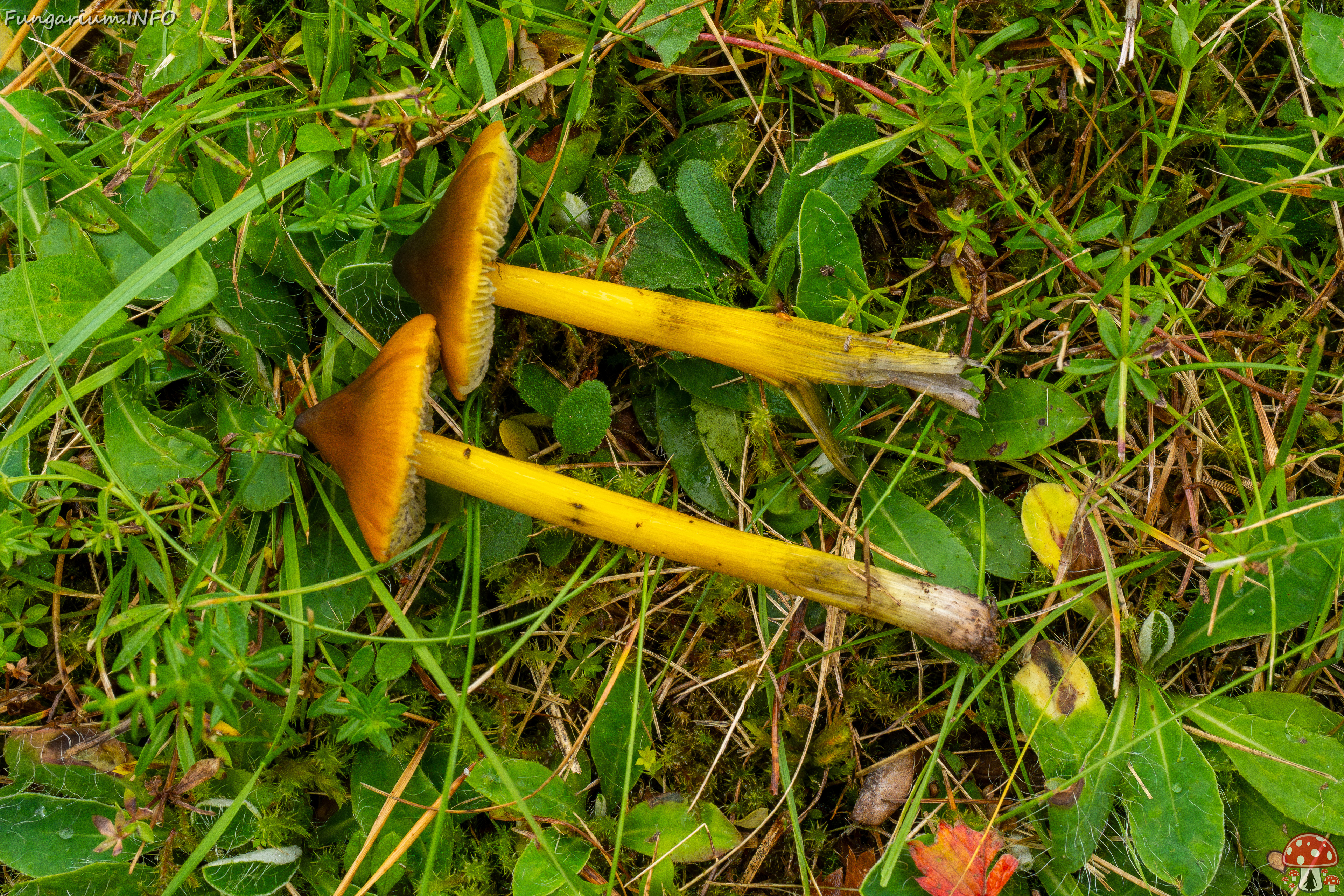 hygrocybe-conica_1-31 