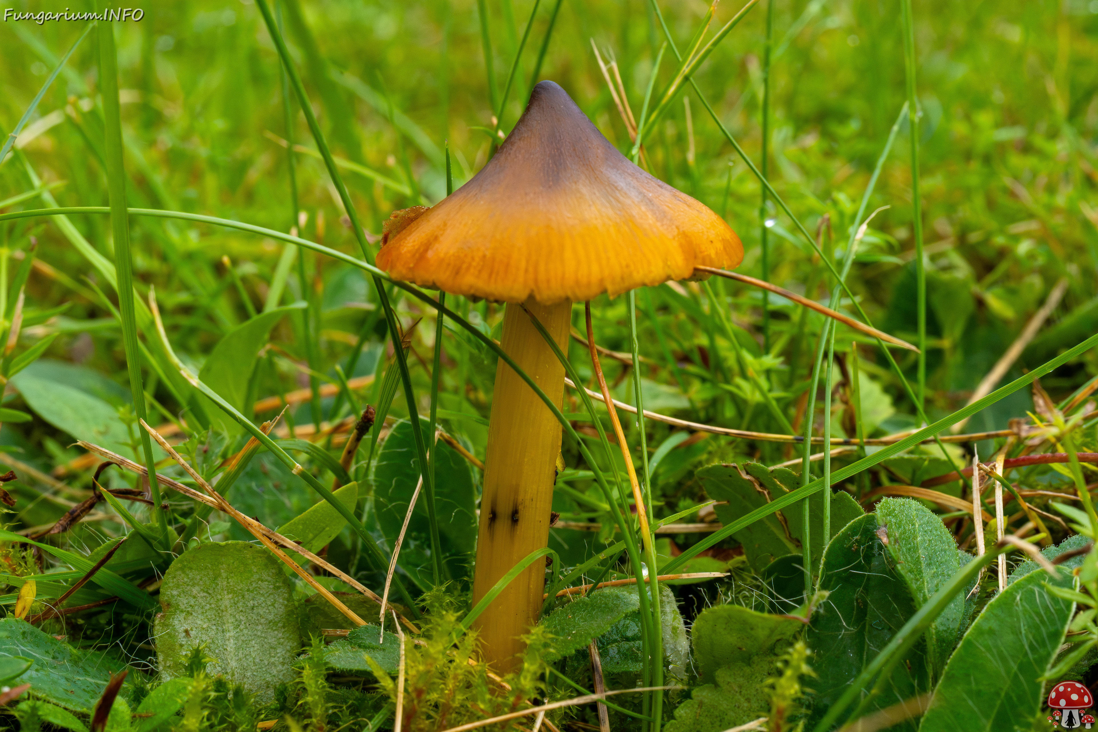 hygrocybe-conica_1-4 