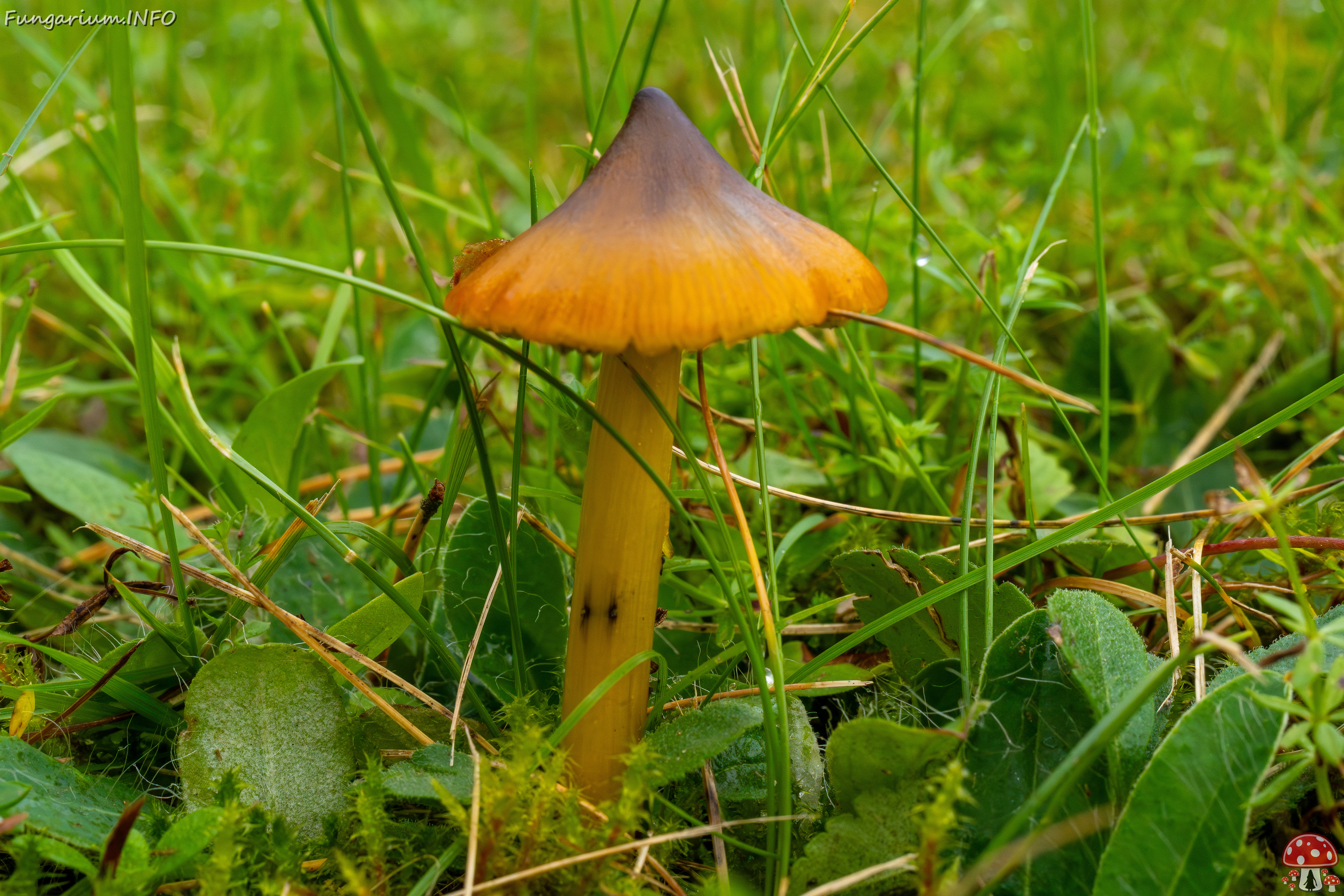 hygrocybe-conica_1-5 