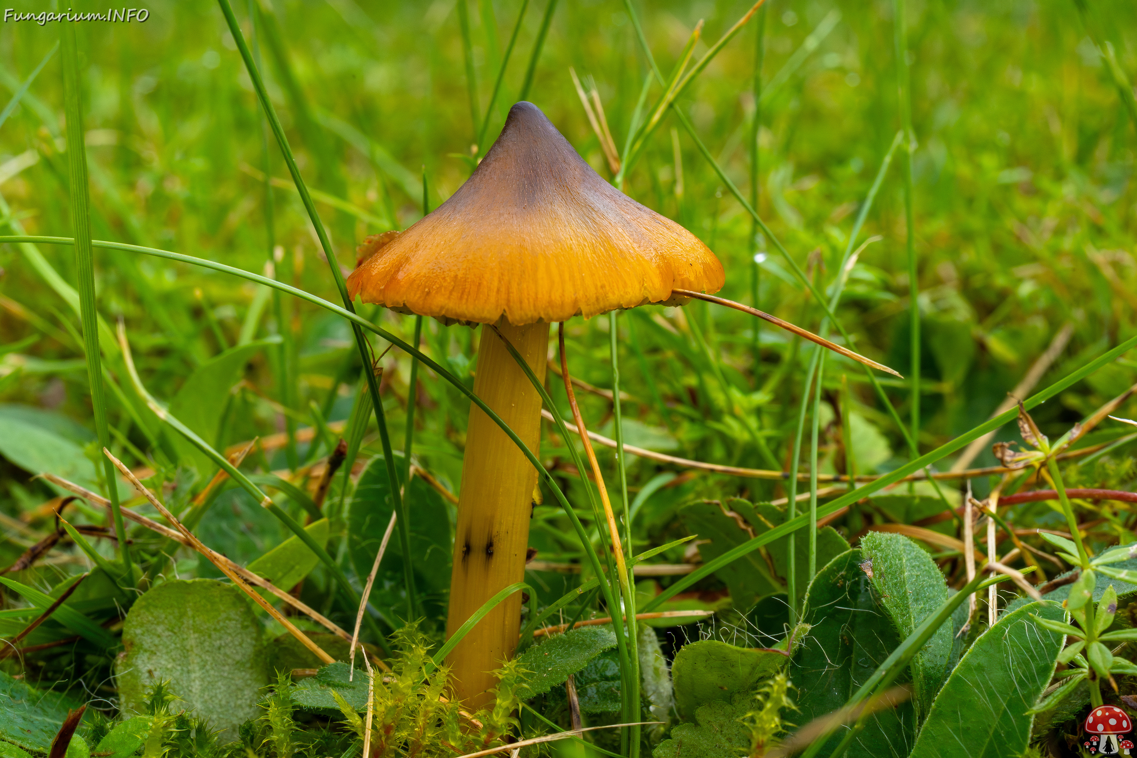 hygrocybe-conica_1-6 