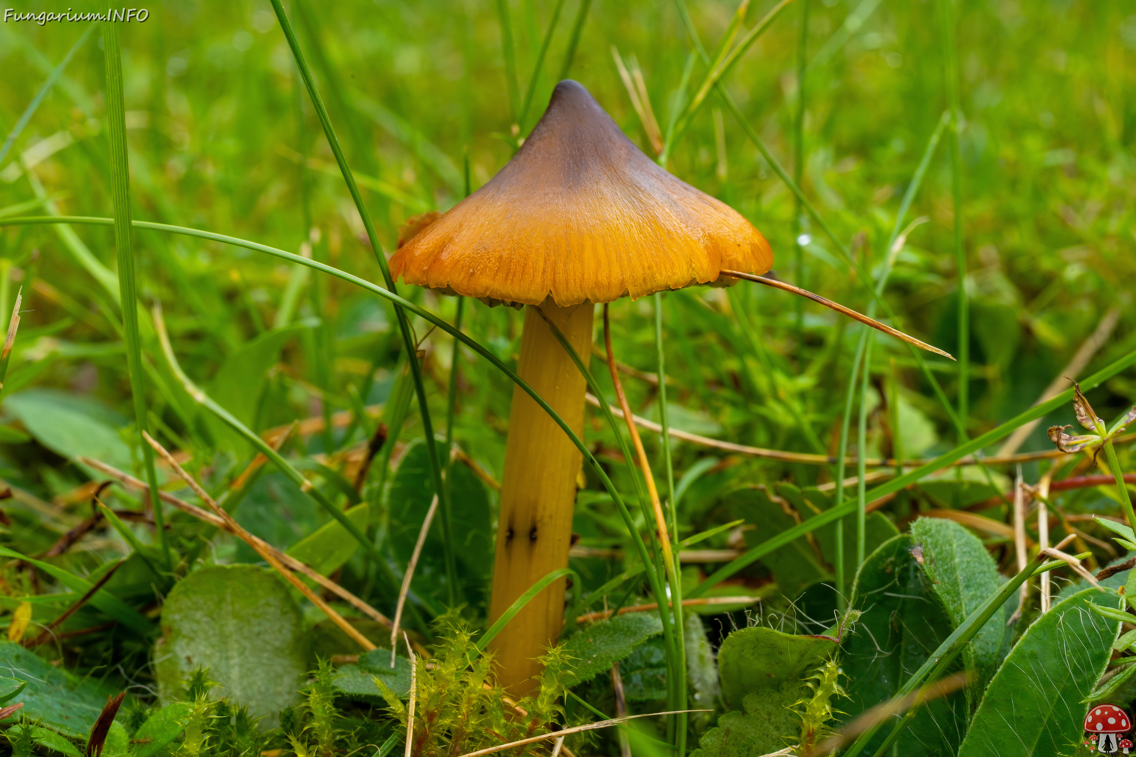 hygrocybe-conica_1-8 