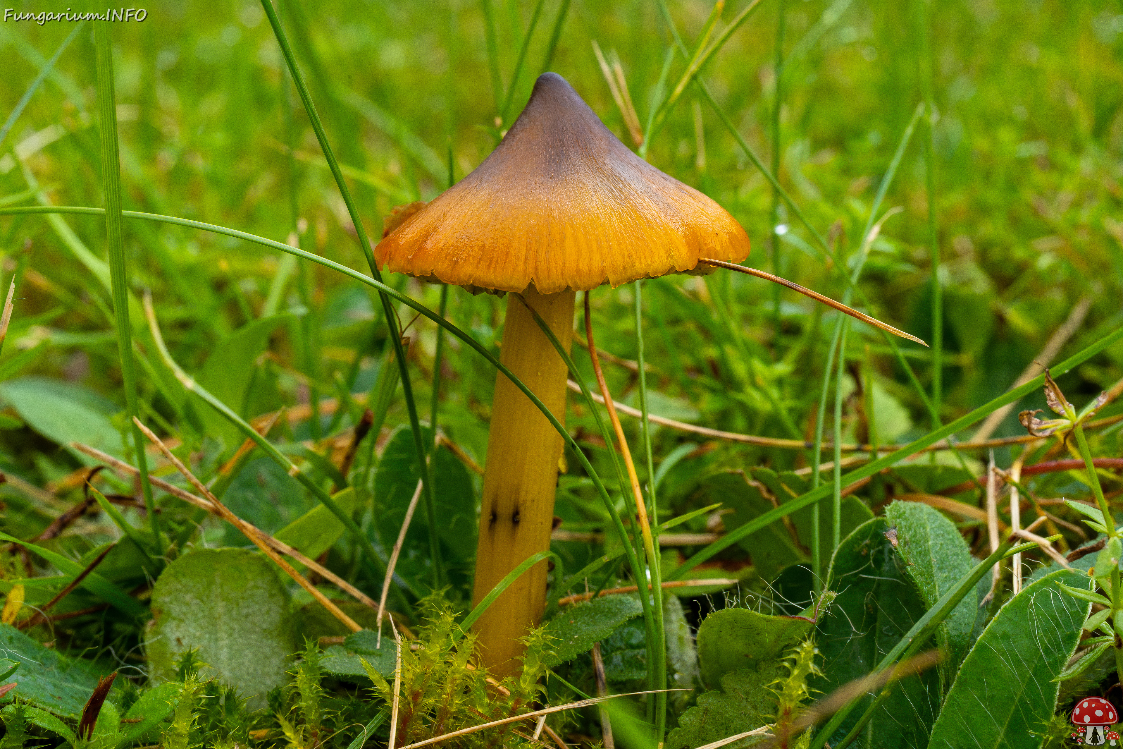 hygrocybe-conica_1-9 