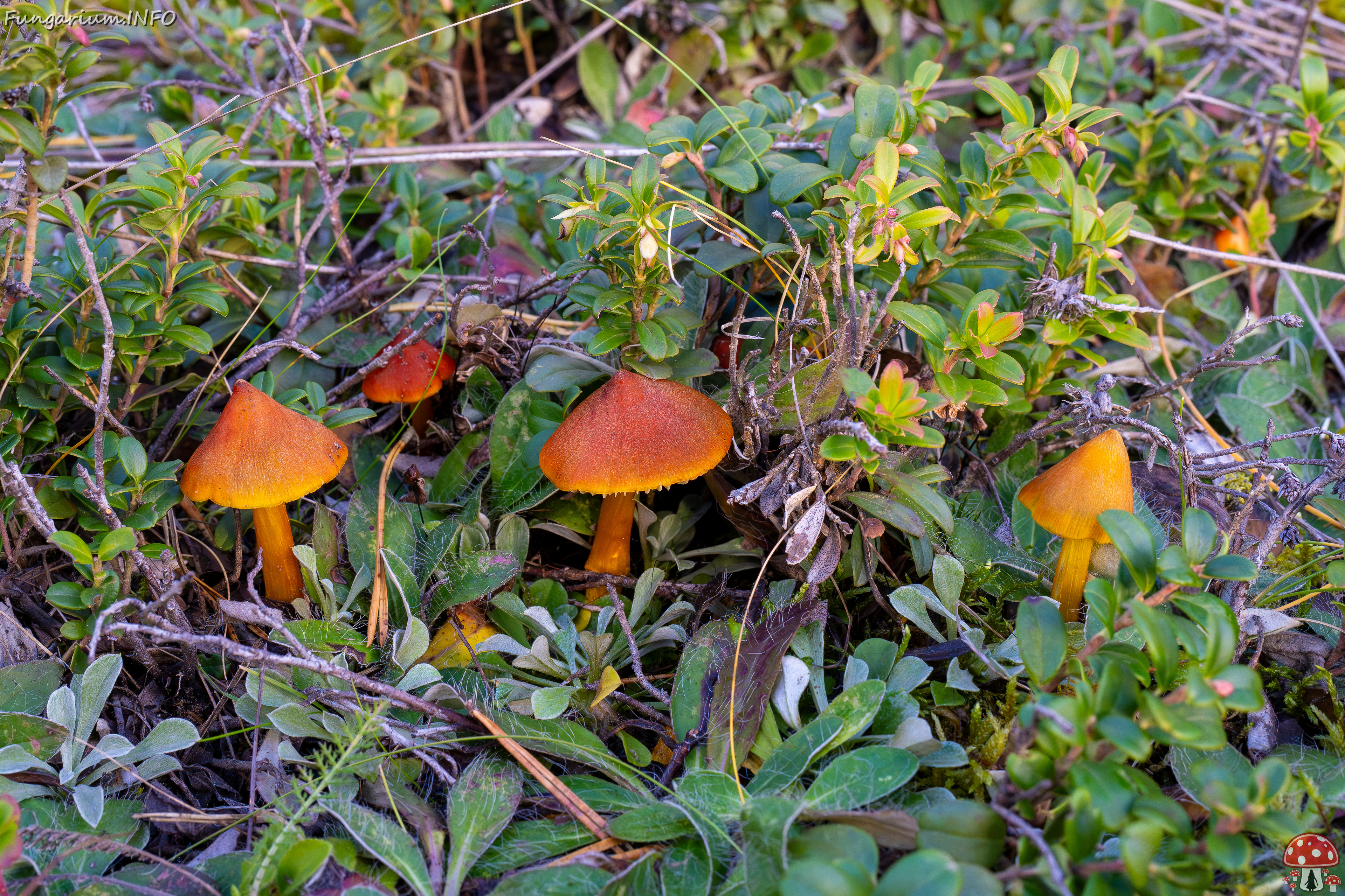 hygrocybe-conica_2024-10-12_1-1 