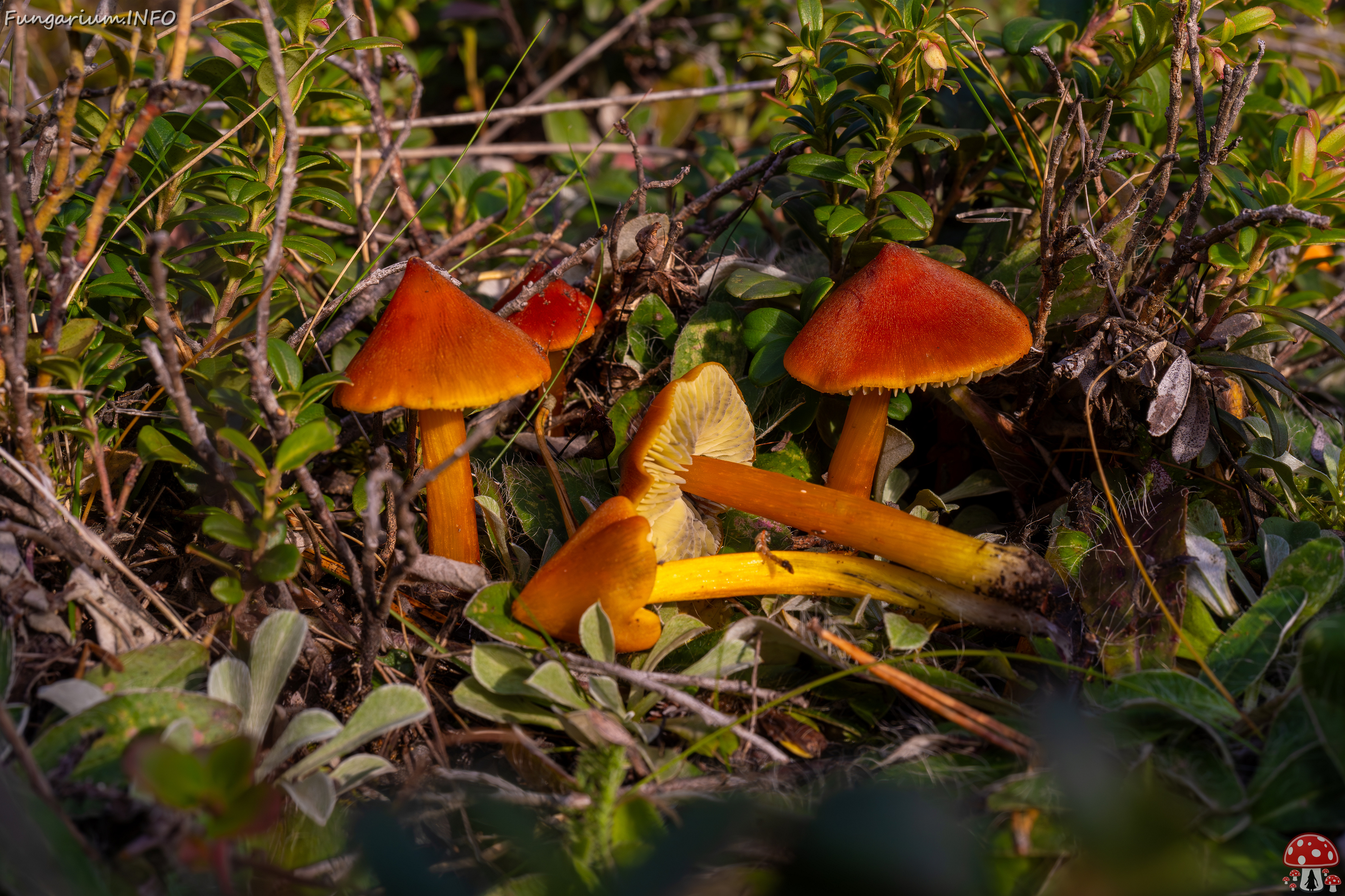 hygrocybe-conica_2024-10-12_1-10 