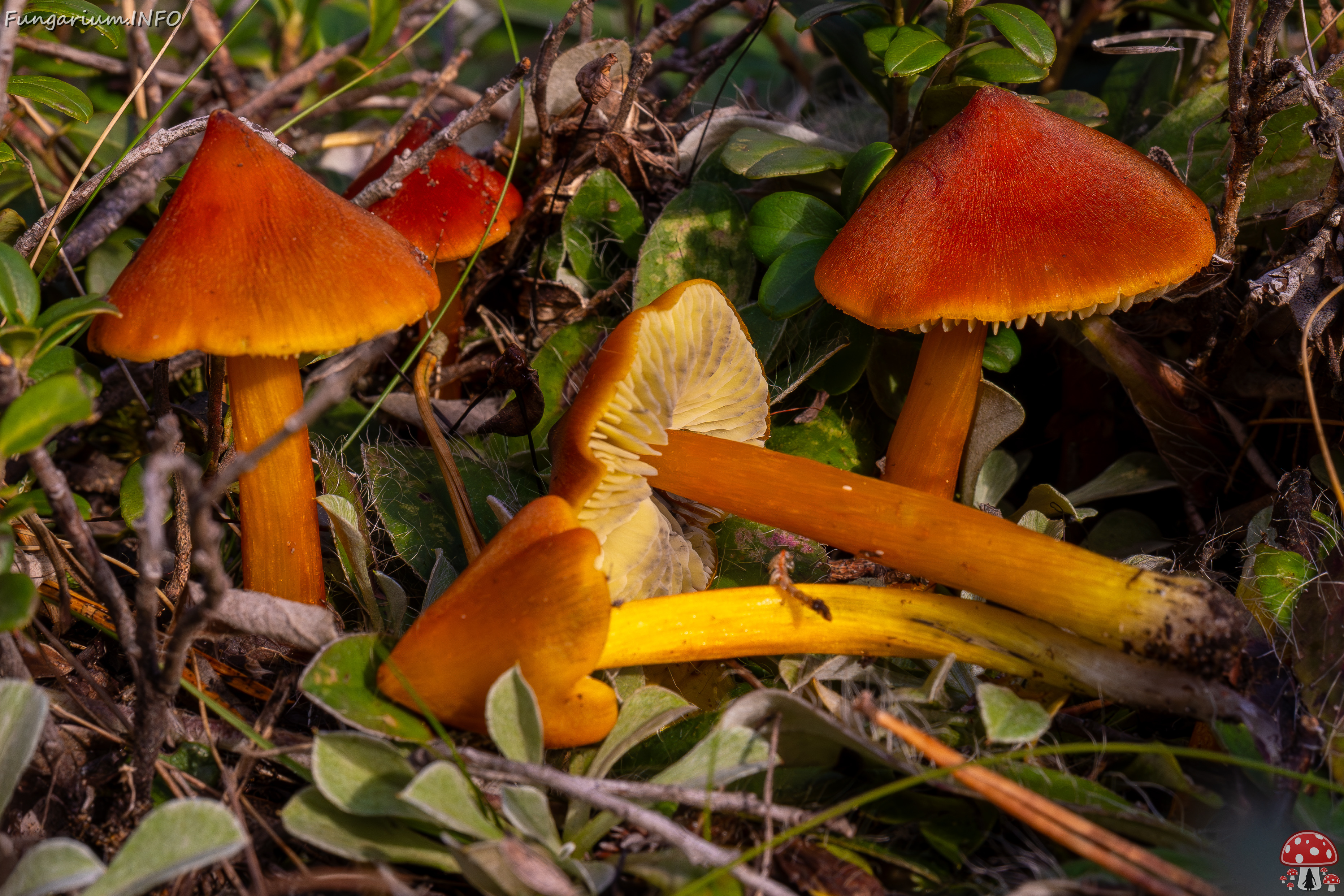 hygrocybe-conica_2024-10-12_1-11 