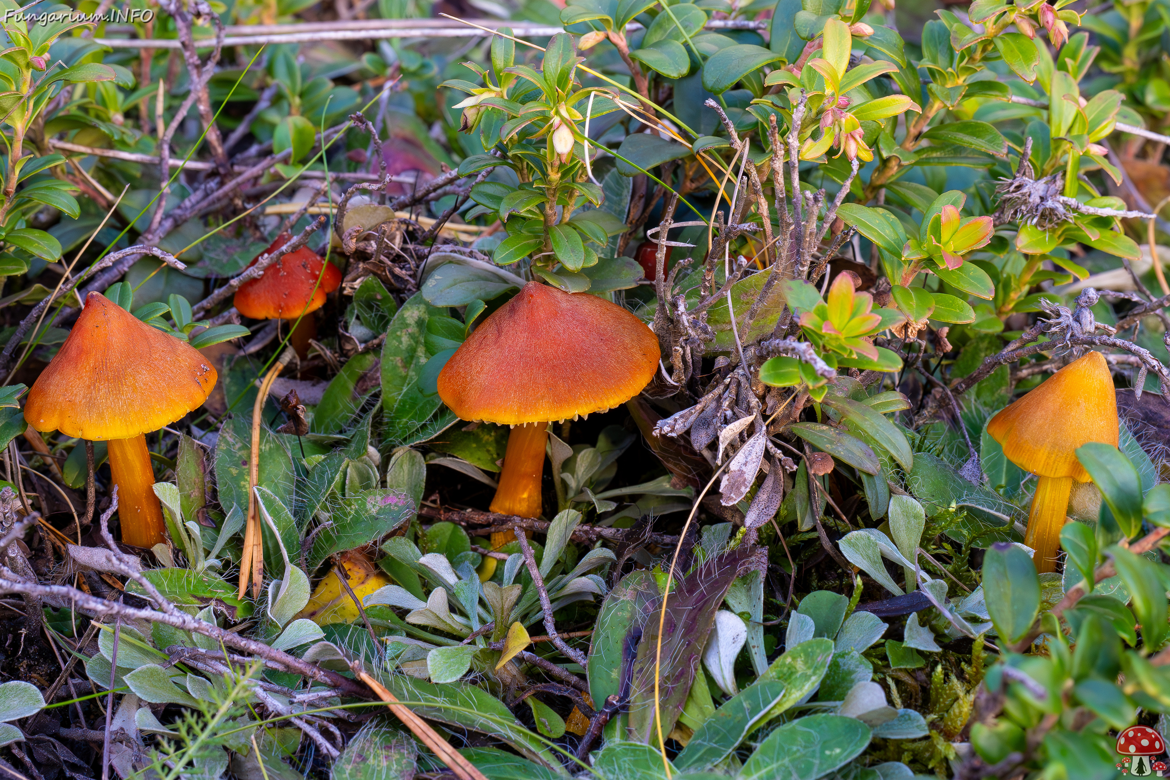 hygrocybe-conica_2024-10-12_1-2 