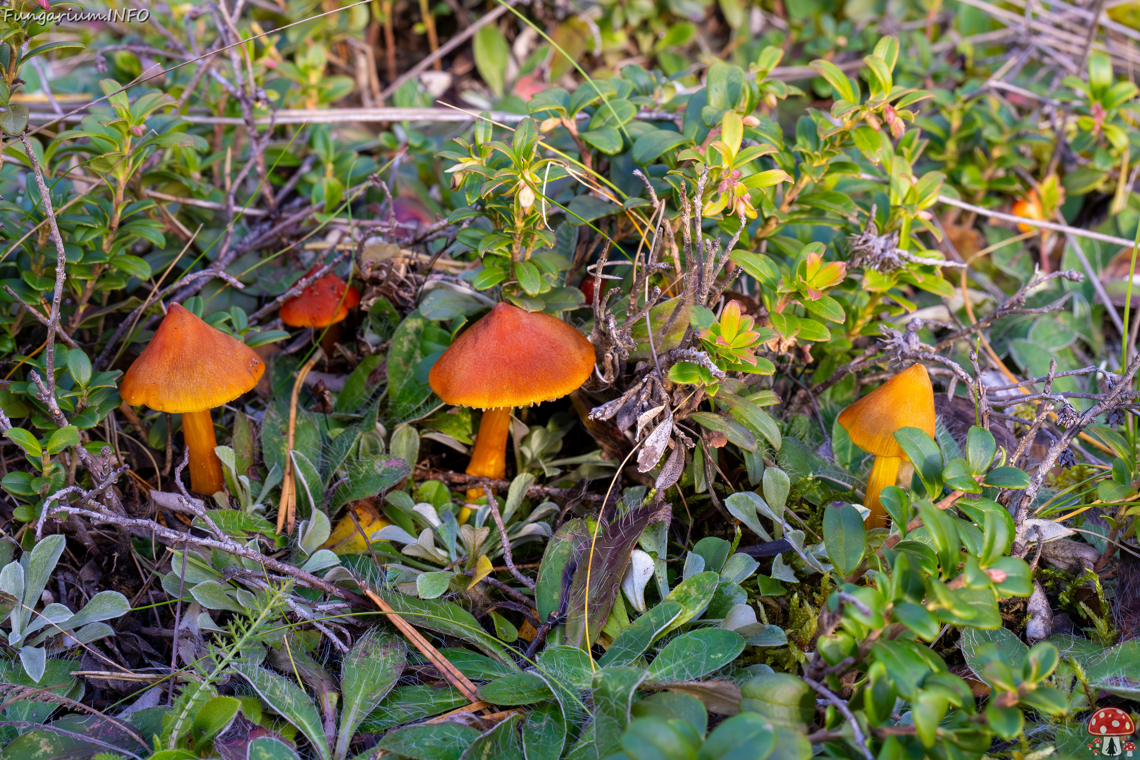 hygrocybe-conica_2024-10-12_1-3 