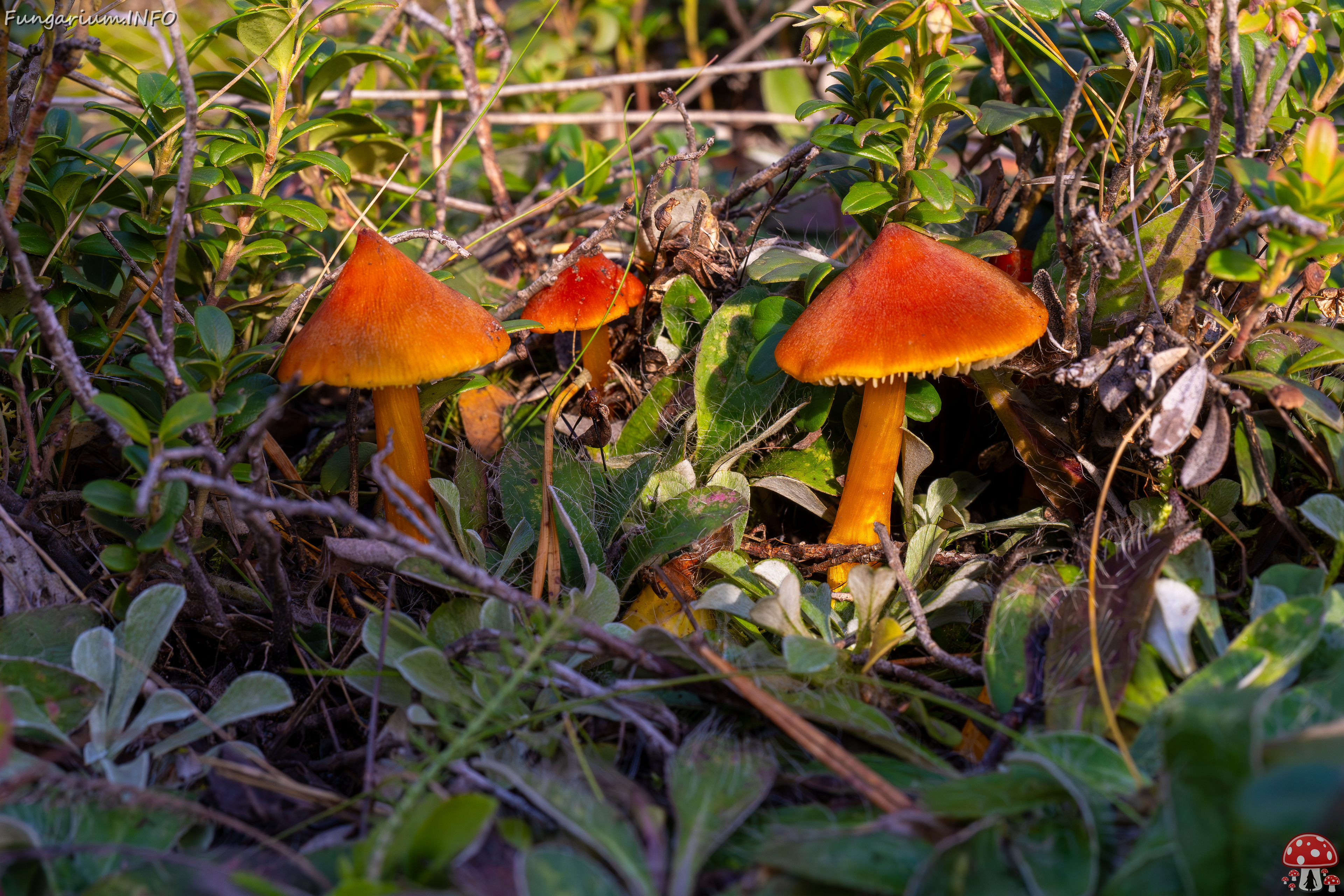 hygrocybe-conica_2024-10-12_1-4 