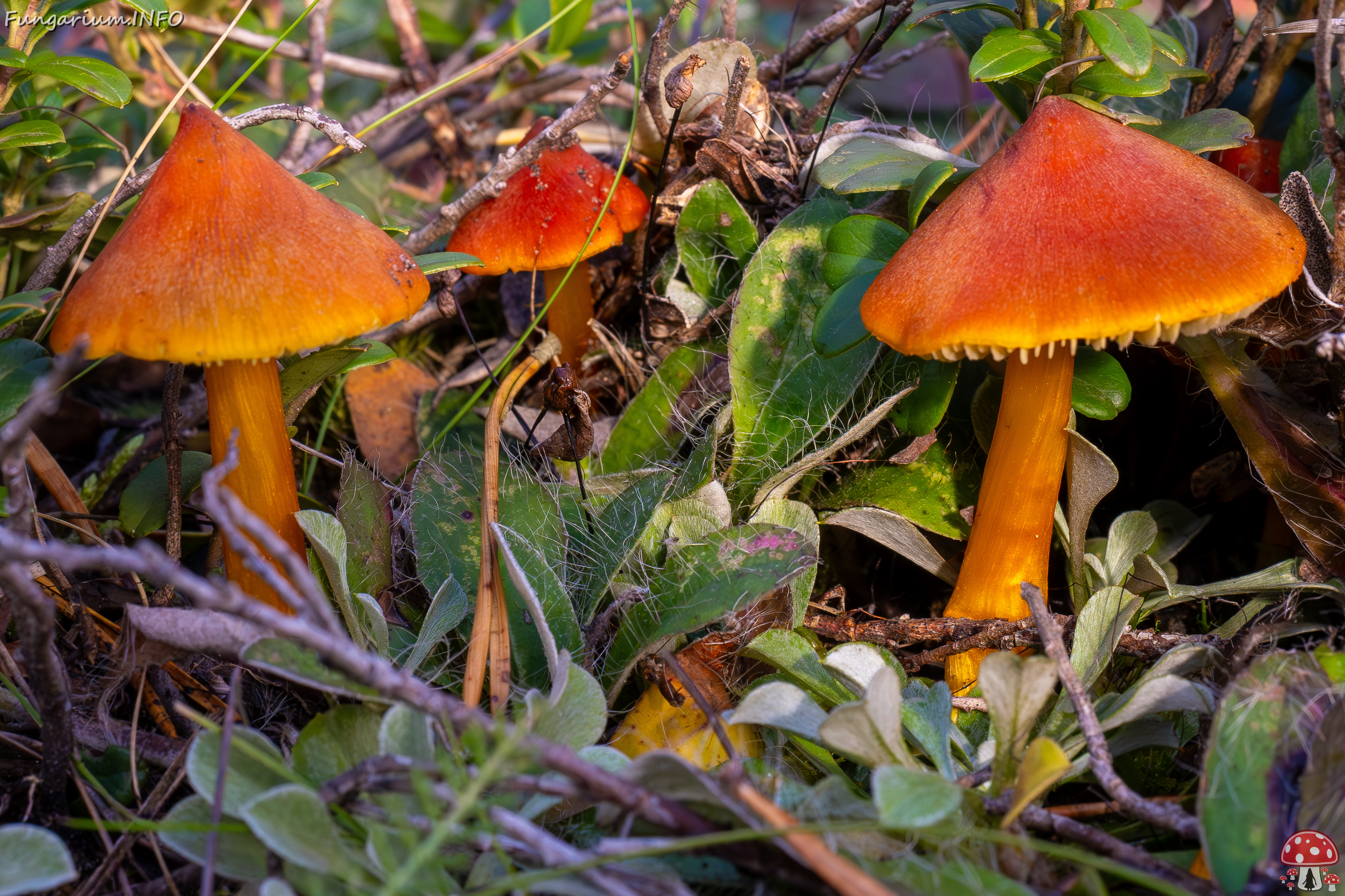 hygrocybe-conica_2024-10-12_1-5 