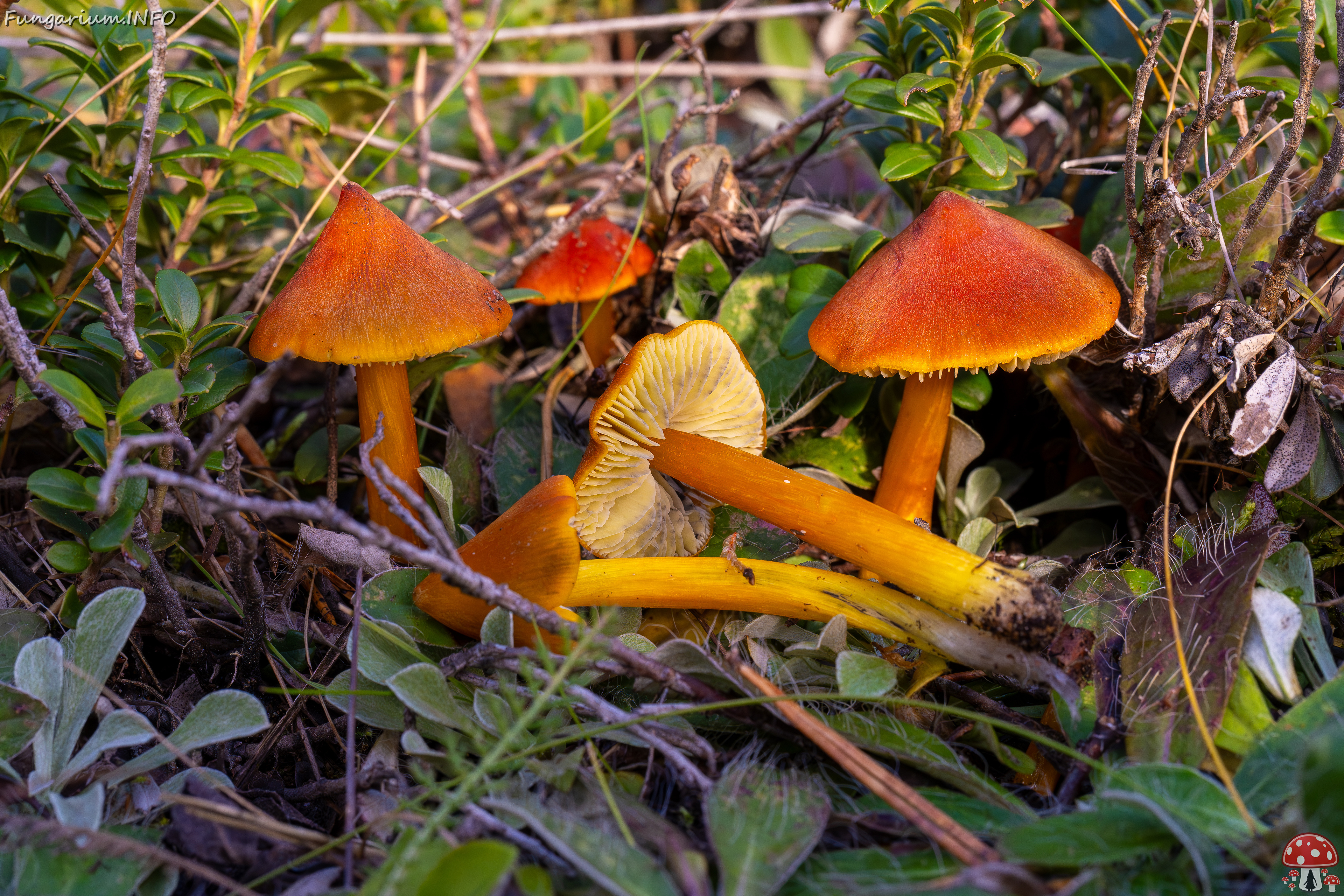 hygrocybe-conica_2024-10-12_1-6 