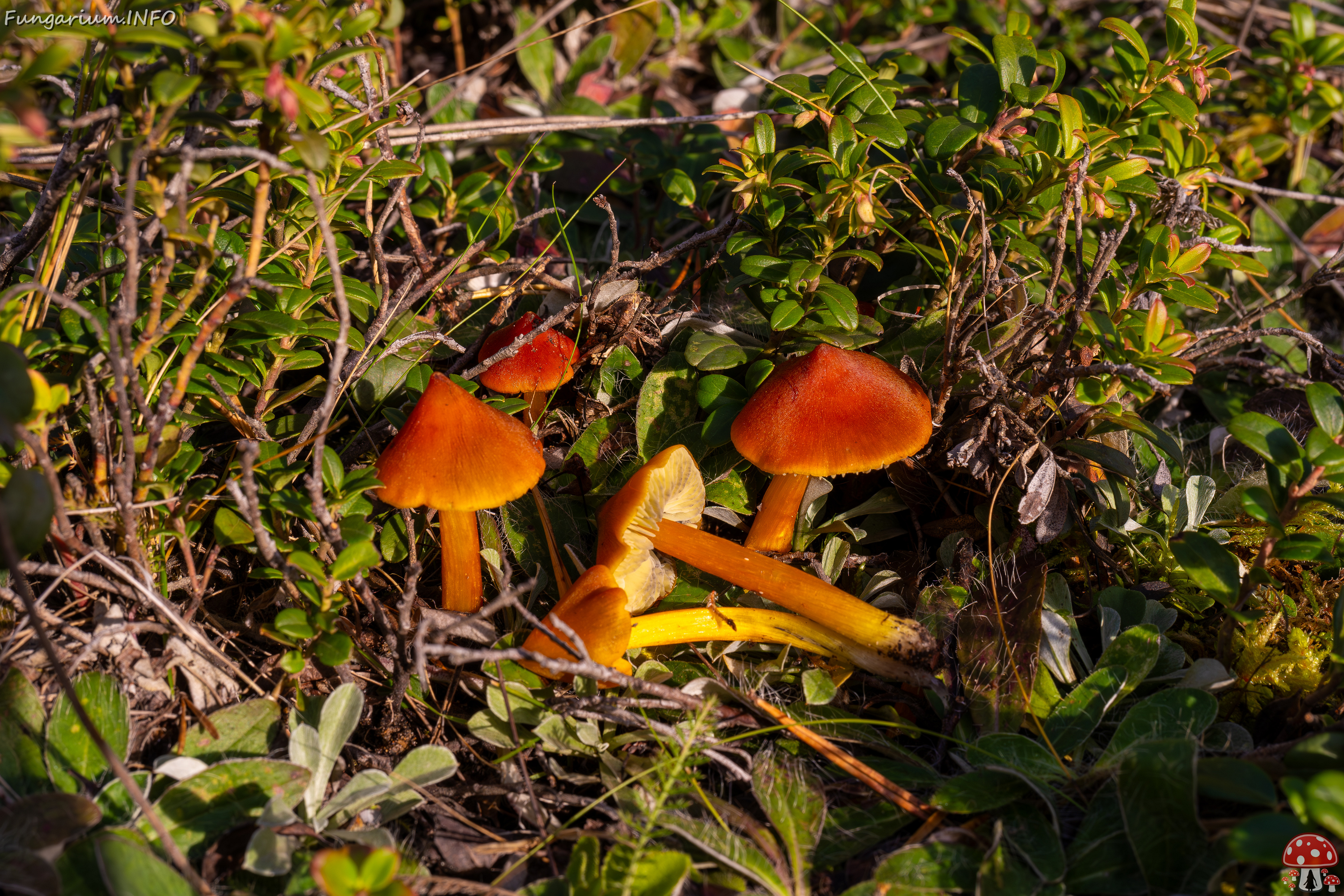 hygrocybe-conica_2024-10-12_1-8 