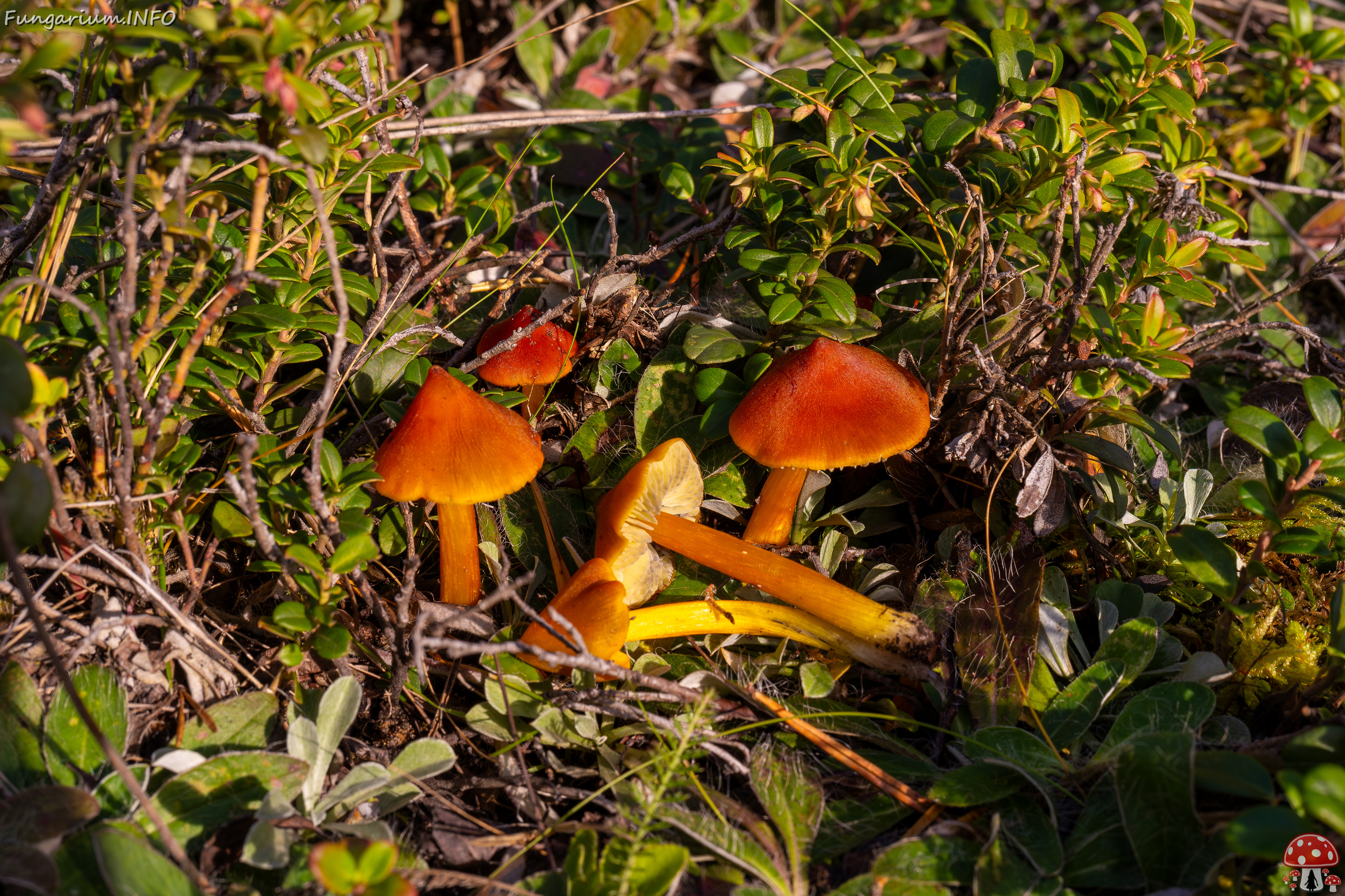 hygrocybe-conica_2024-10-12_1-9 