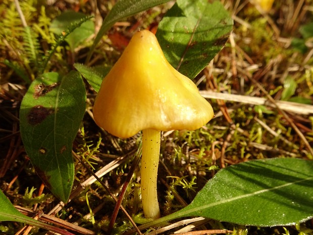 Hygrocybe acutoconica - Гигроцибе остроконическая - Spruce Waxcap - Spitzkegeliger Filzschüppling