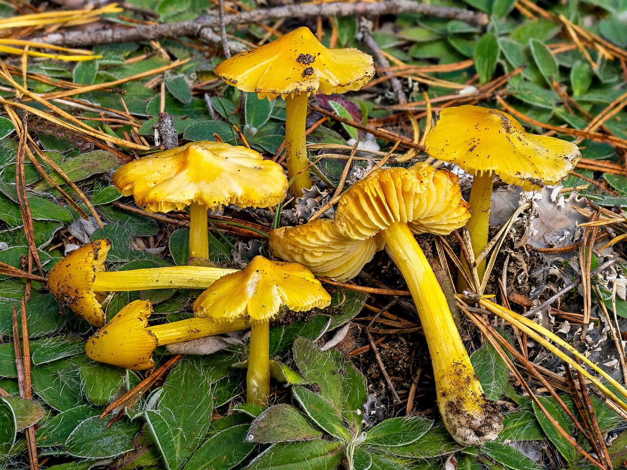 !Hygrocybe acutoconica _2026-09-19_4-1
