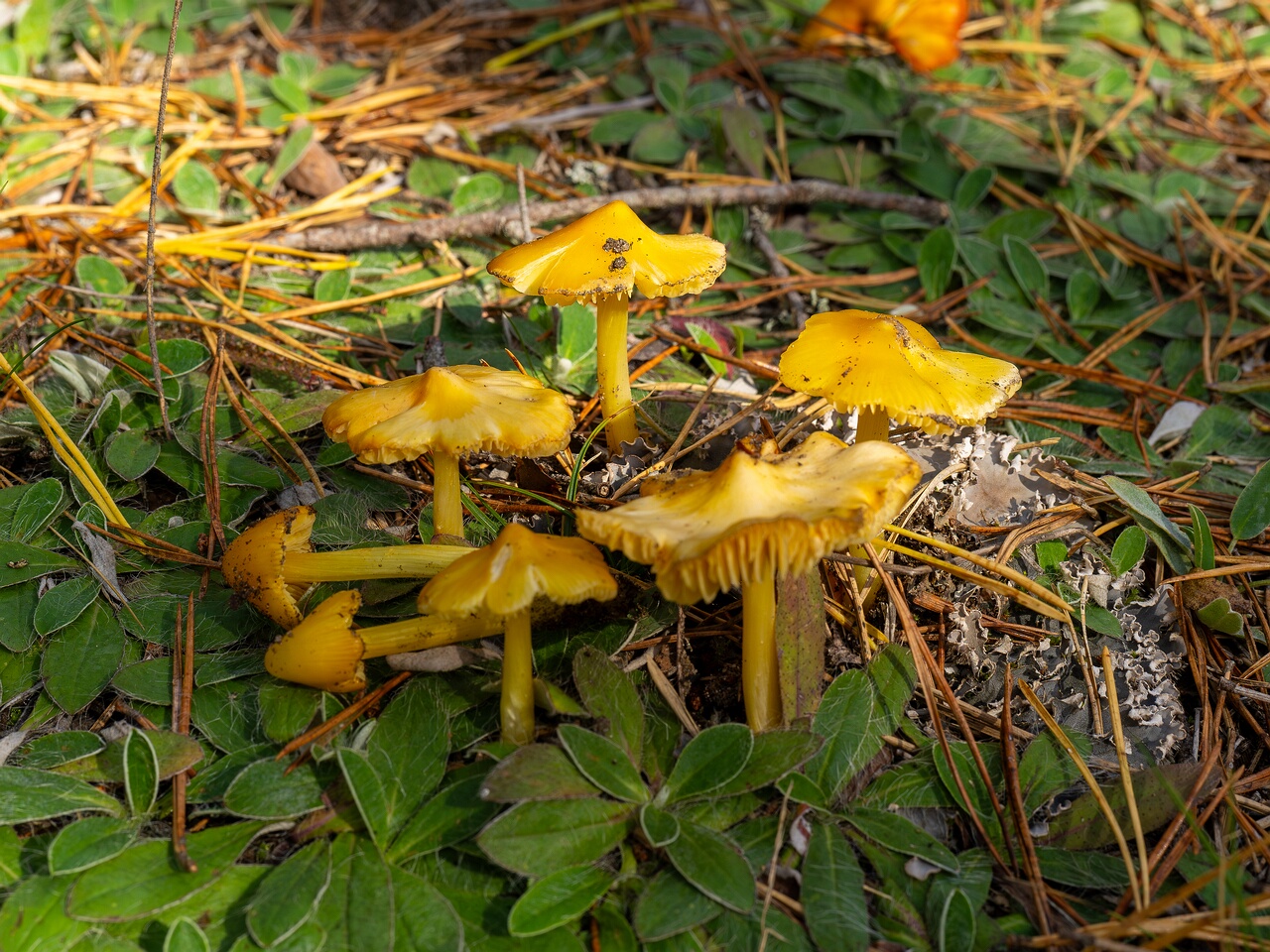 Hygrocybe acutoconica _2026-09-19_1-1