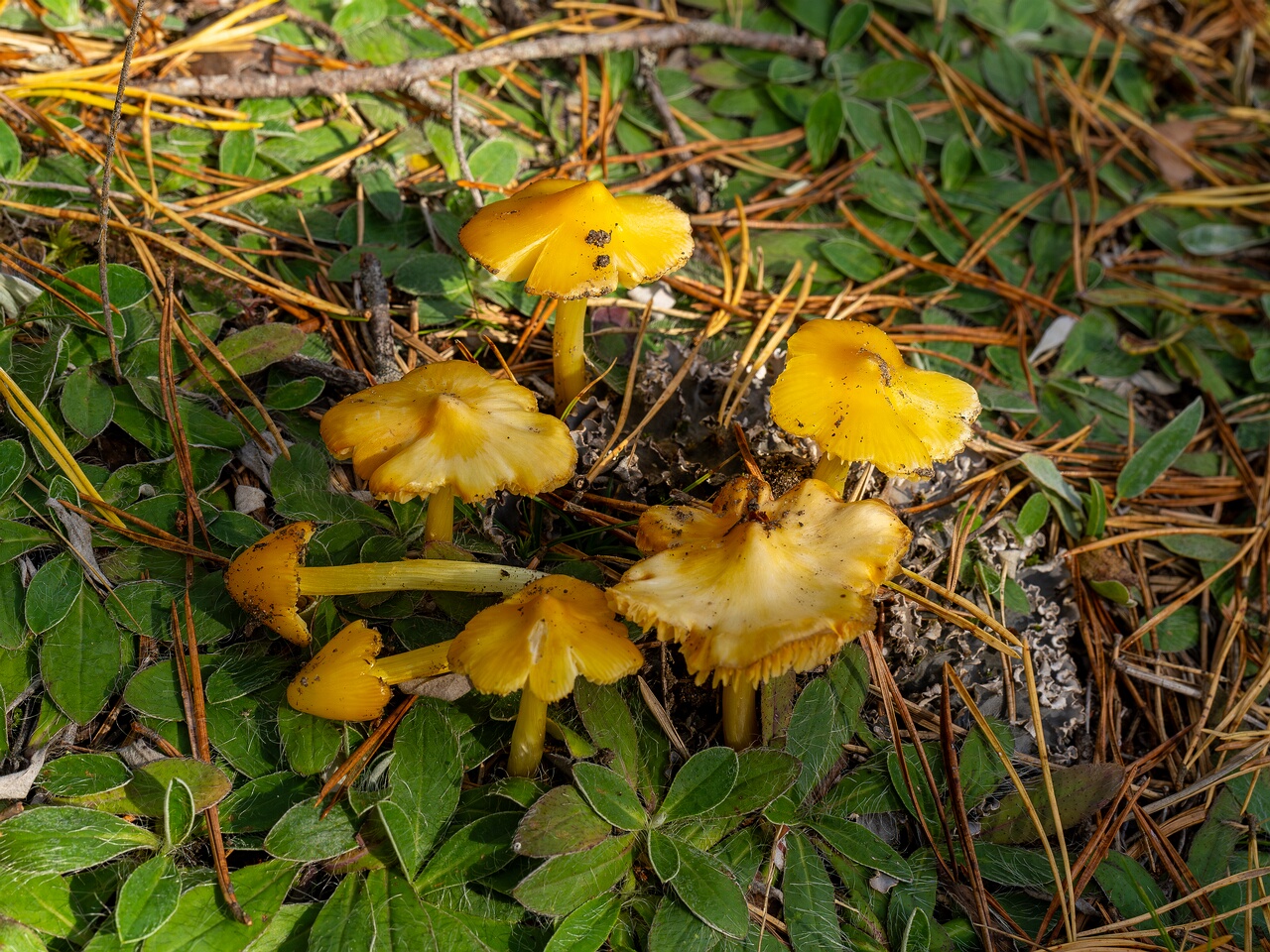 Hygrocybe acutoconica _2026-09-19_1-2