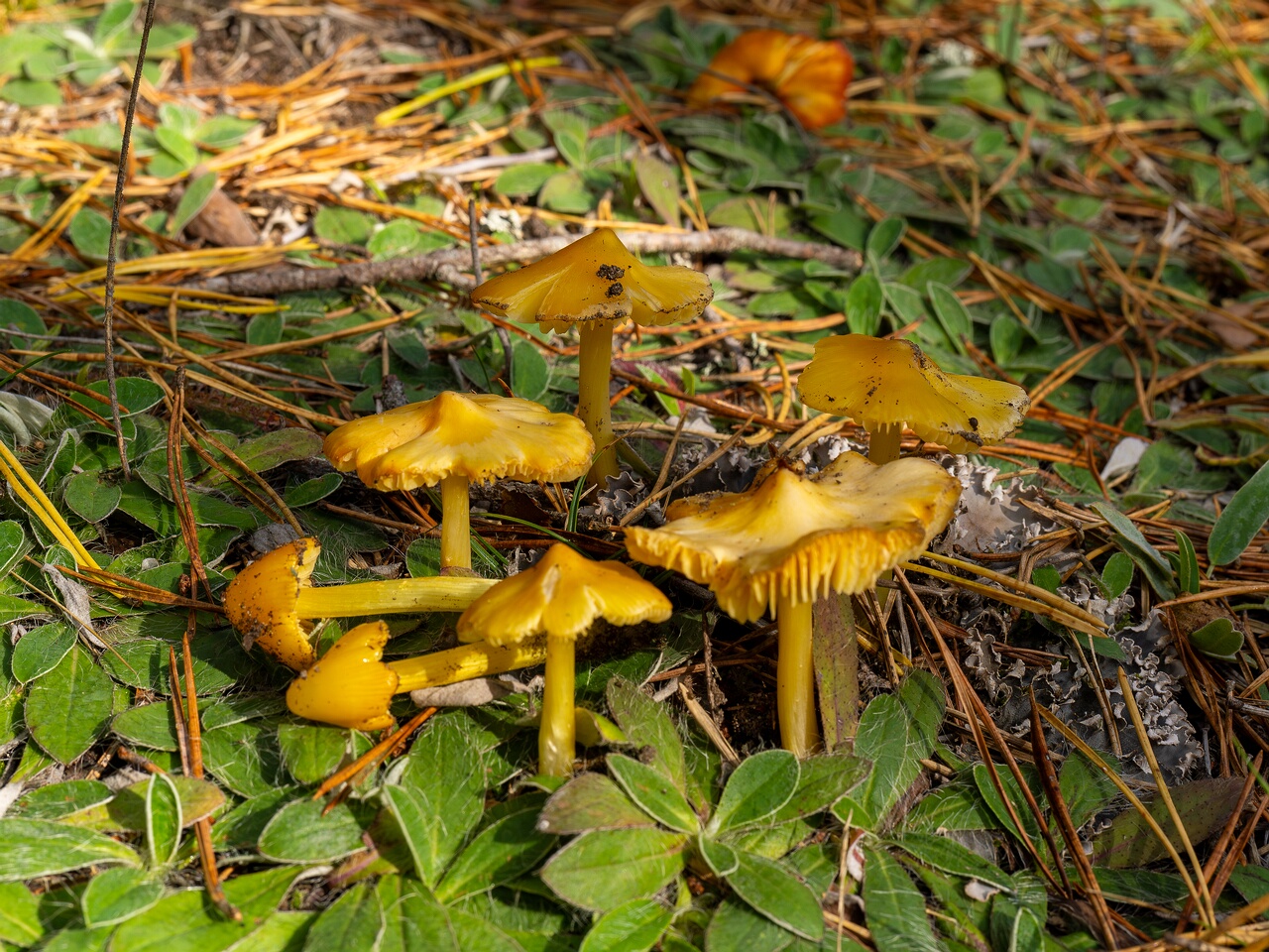 Hygrocybe acutoconica _2026-09-19_2-1