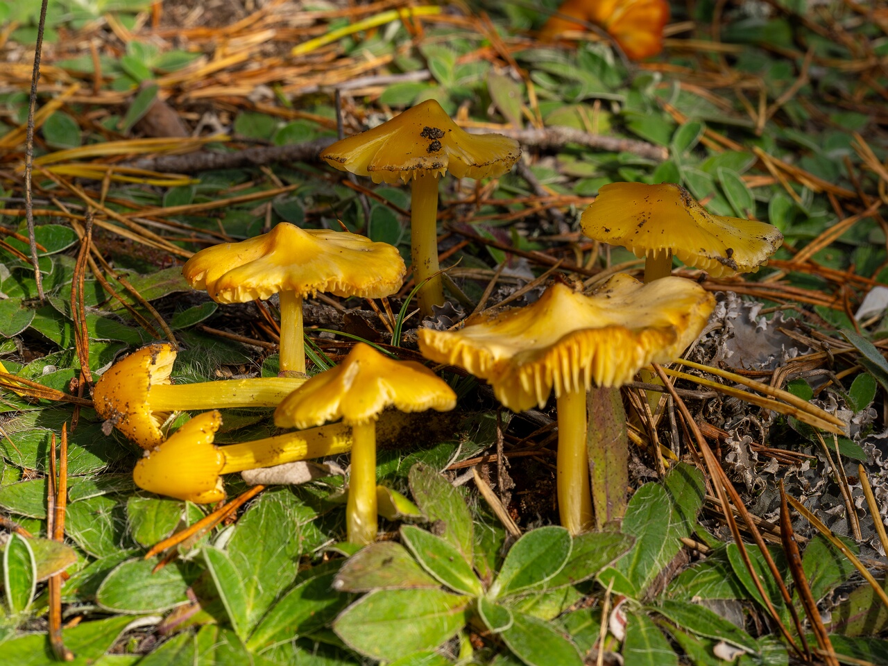 Hygrocybe acutoconica _2026-09-19_2-2