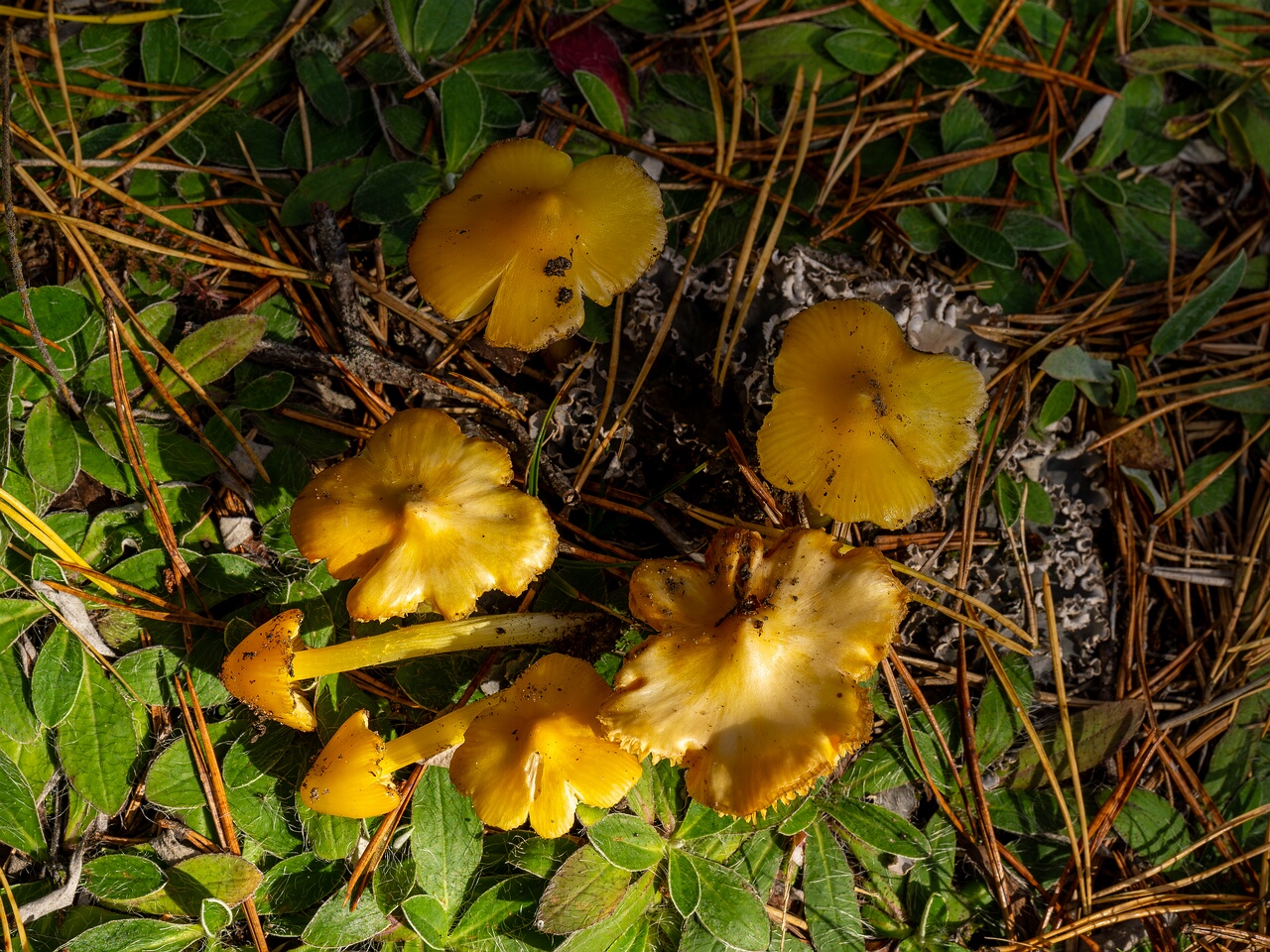 Hygrocybe acutoconica _2026-09-19_2-3