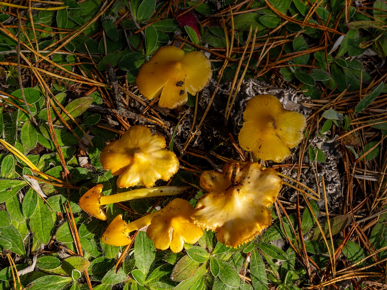 Hygrocybe acutoconica _2026-09-19_2-4