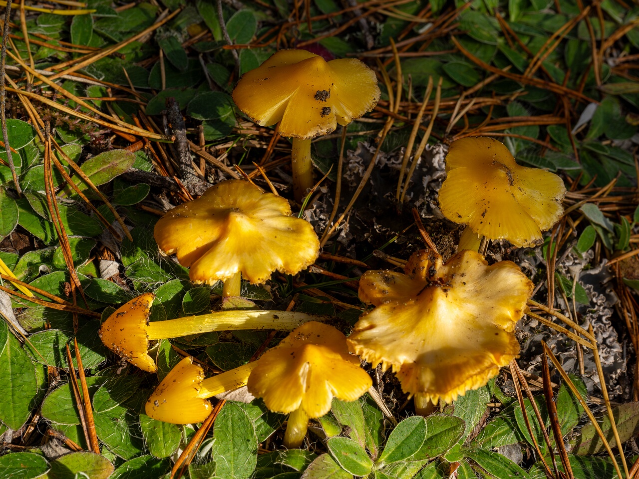 Hygrocybe acutoconica _2026-09-19_2-5
