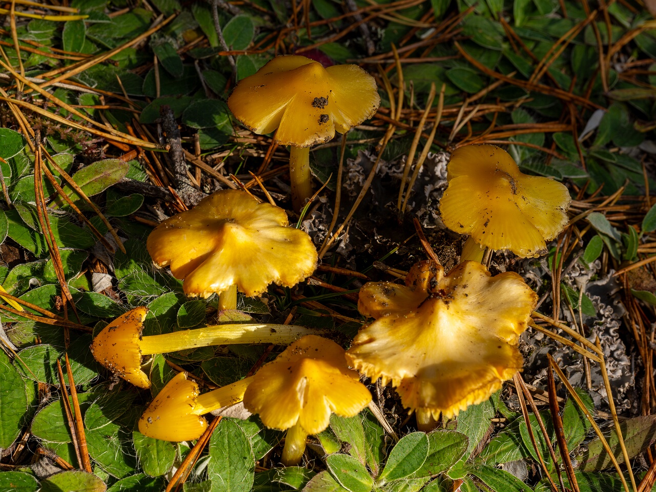 Hygrocybe acutoconica _2026-09-19_2-6