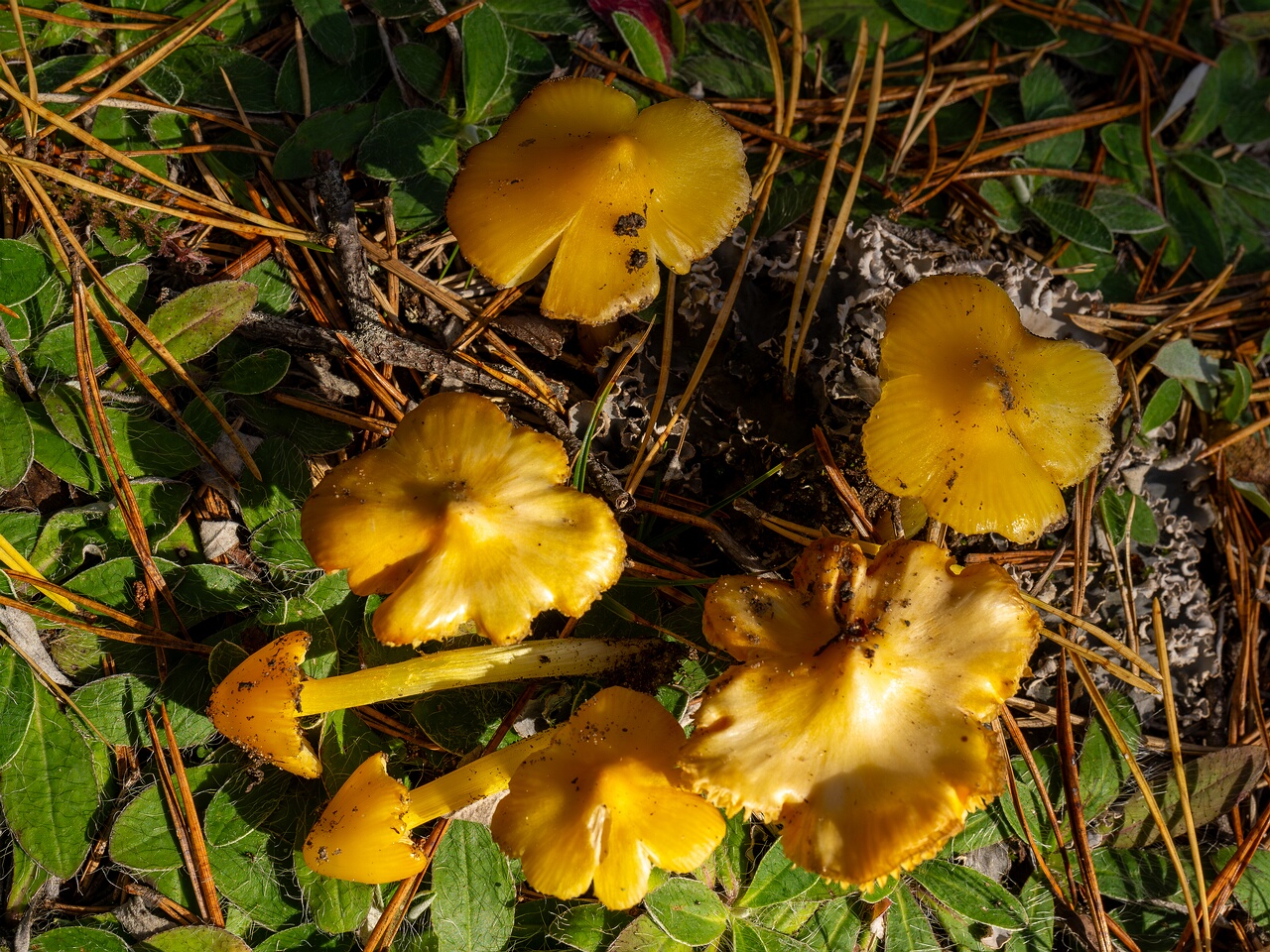 Hygrocybe acutoconica _2026-09-19_2-7
