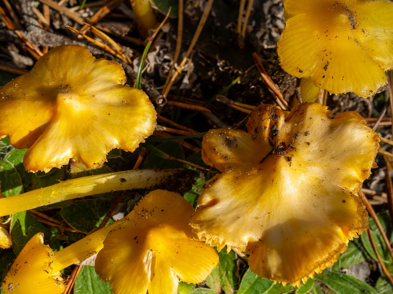 Hygrocybe acutoconica _2026-09-19_2-8