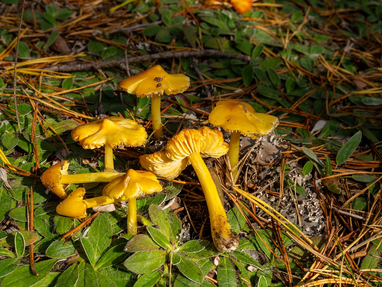 Hygrocybe acutoconica _2026-09-19_2-9