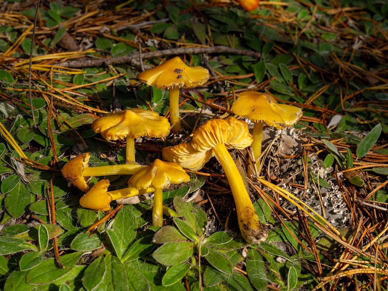 Hygrocybe acutoconica _2026-09-19_3-1