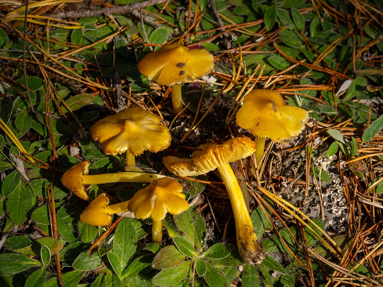 Hygrocybe acutoconica _2026-09-19_3-2