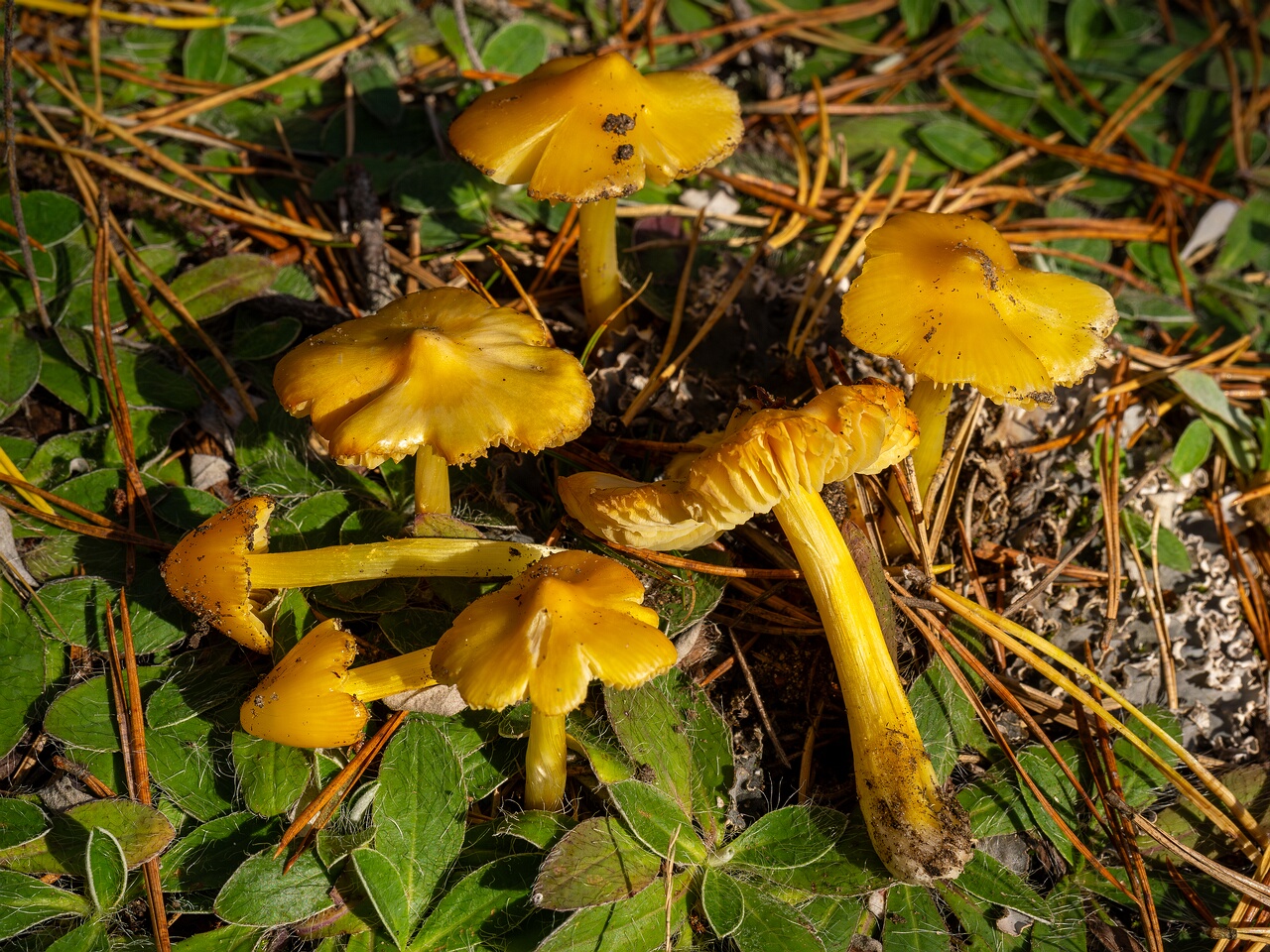 Hygrocybe acutoconica _2026-09-19_3-3
