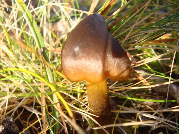 Hygrocybe psittacina - Гигроцибе пёстрая - Parrot Waxcap - Papagei-Saftling