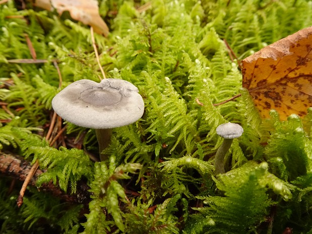 Cantharellula umbonata - Кантареллула бугорковая - Umbonate Chanterelle - Höckeriger Scheinpfifferling