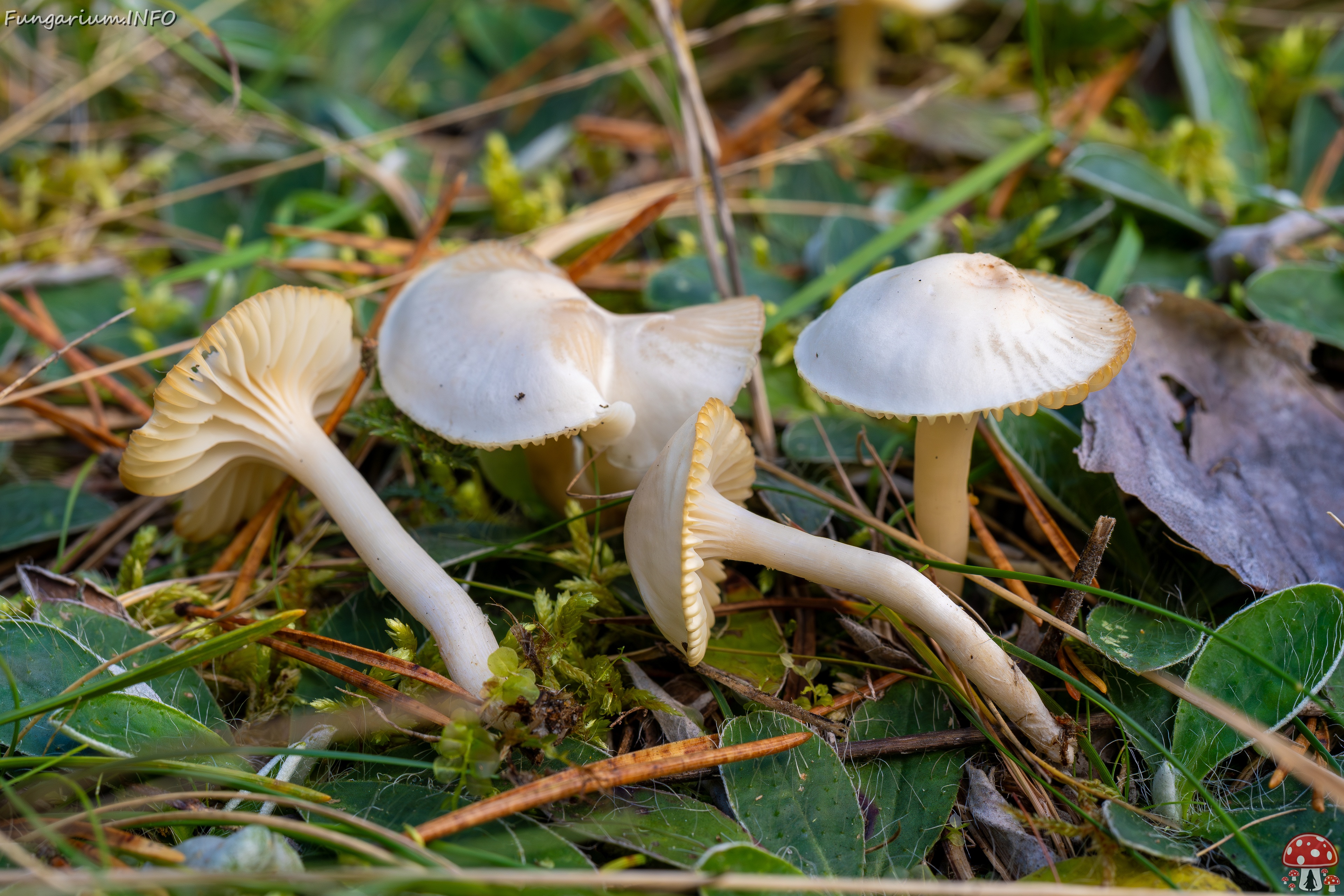 Cuphophyllus virgineus _2025-09-28_1-13 