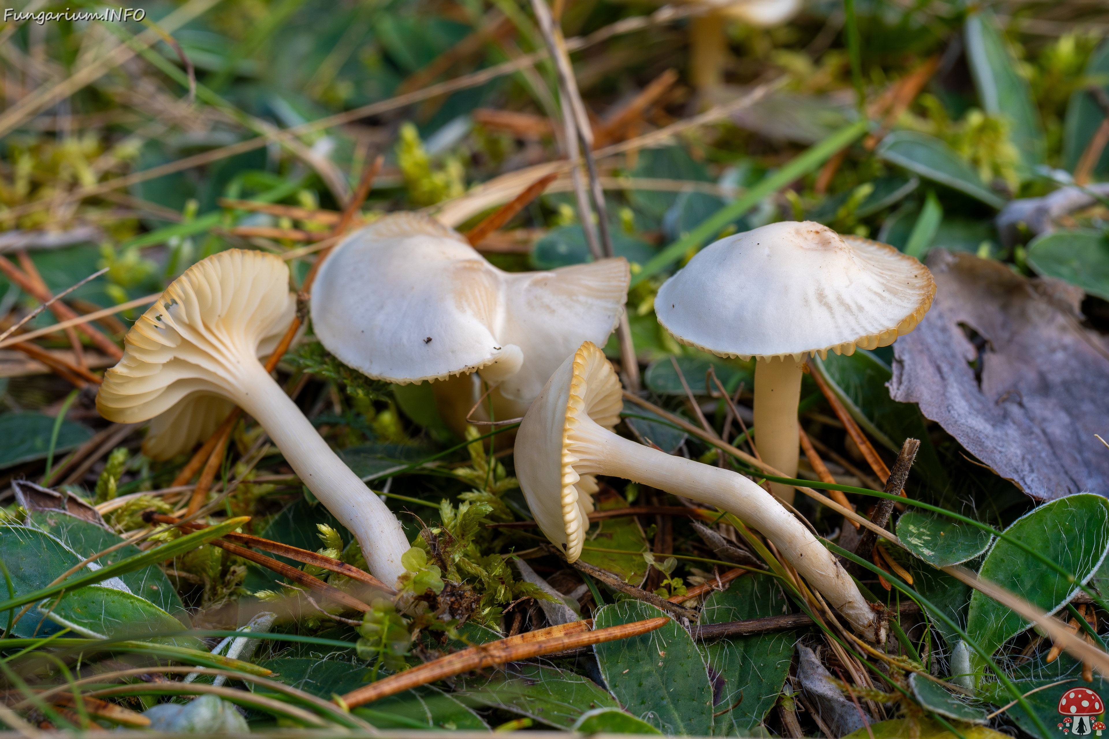 Cuphophyllus virgineus _2025-09-28_1-14 
