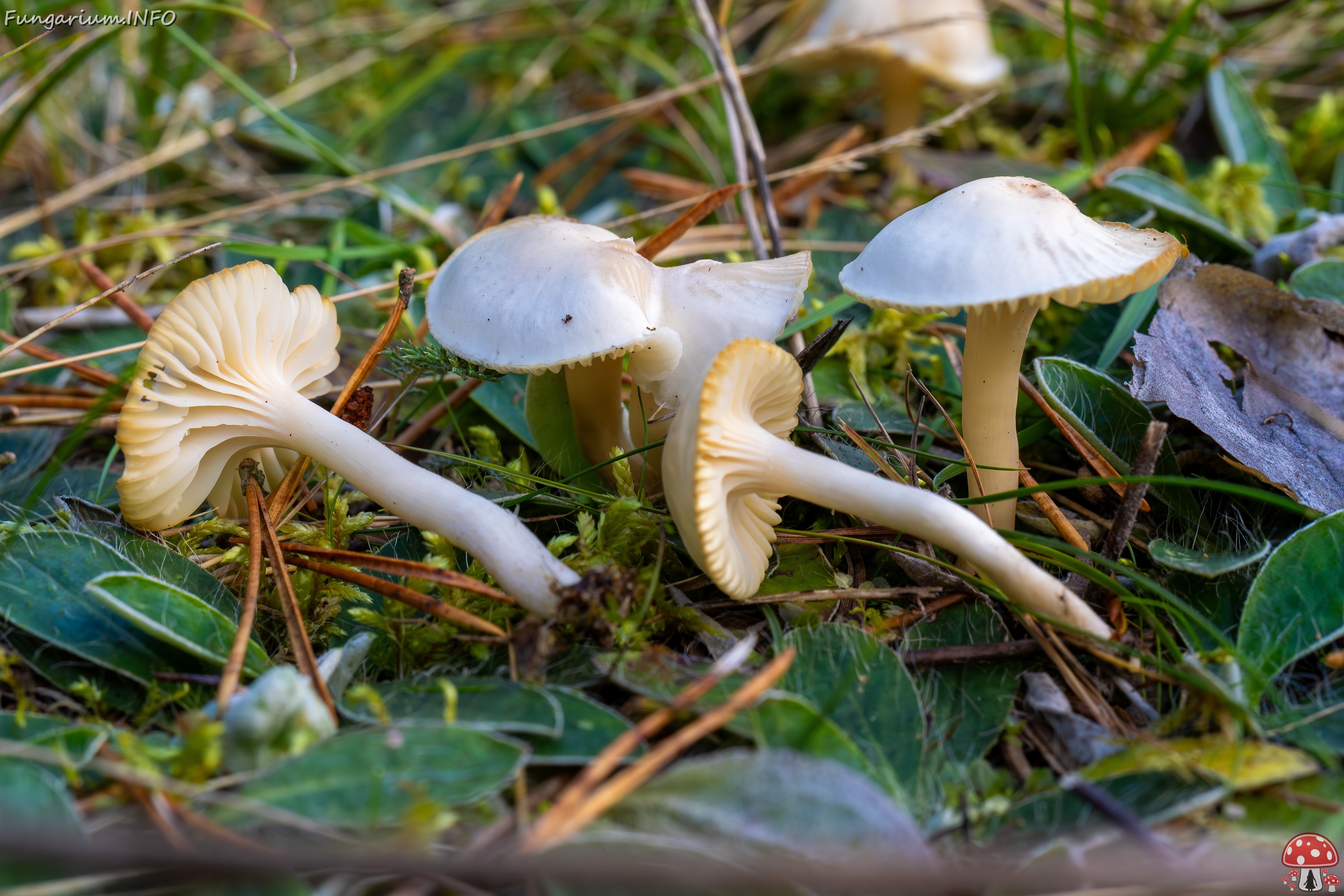 Cuphophyllus virgineus _2025-09-28_1-17 
