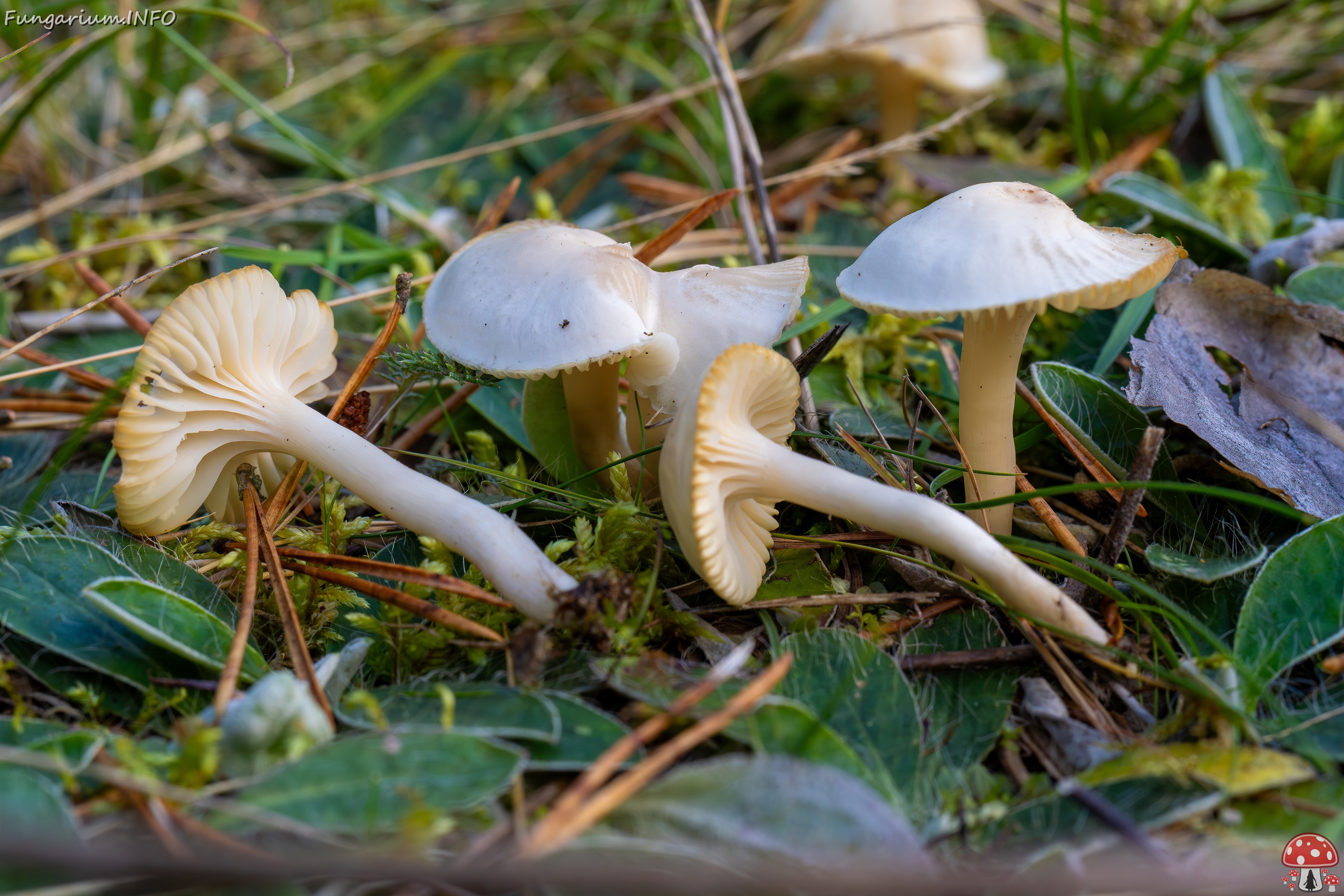 Cuphophyllus virgineus _2025-09-28_1-18 