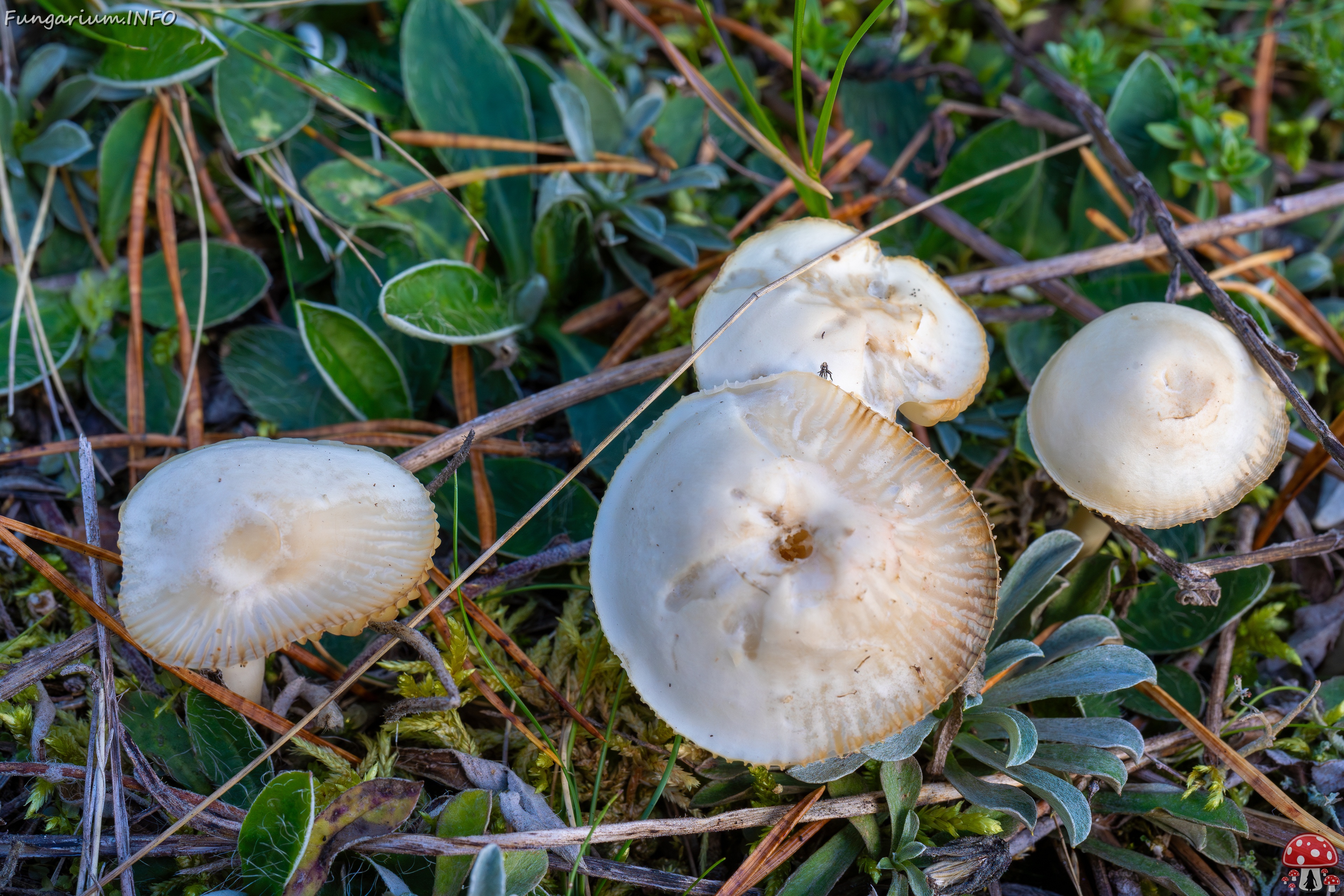Cuphophyllus virgineus _2025-09-28_1-19 