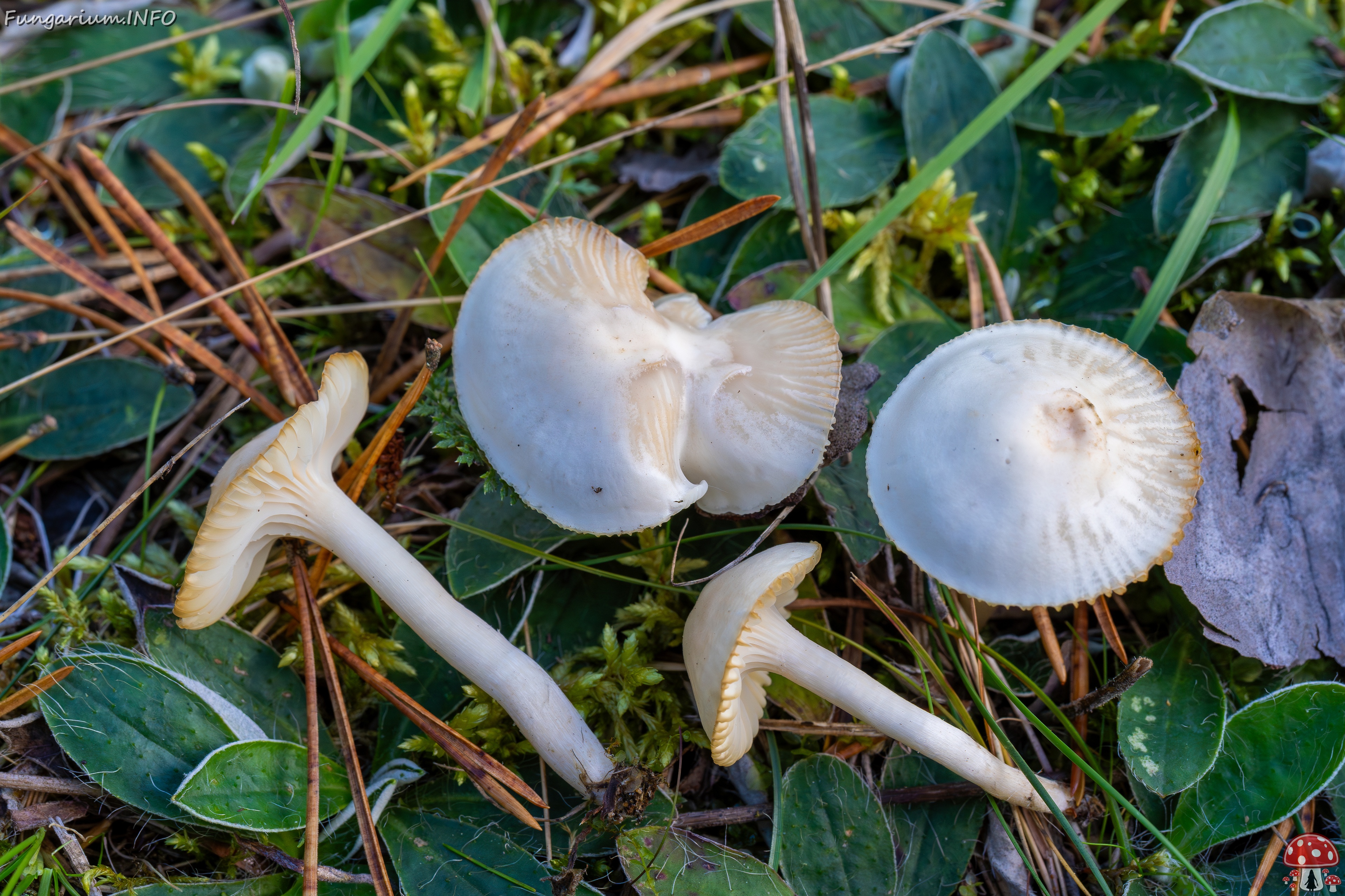 Cuphophyllus virgineus _2025-09-28_1-20 